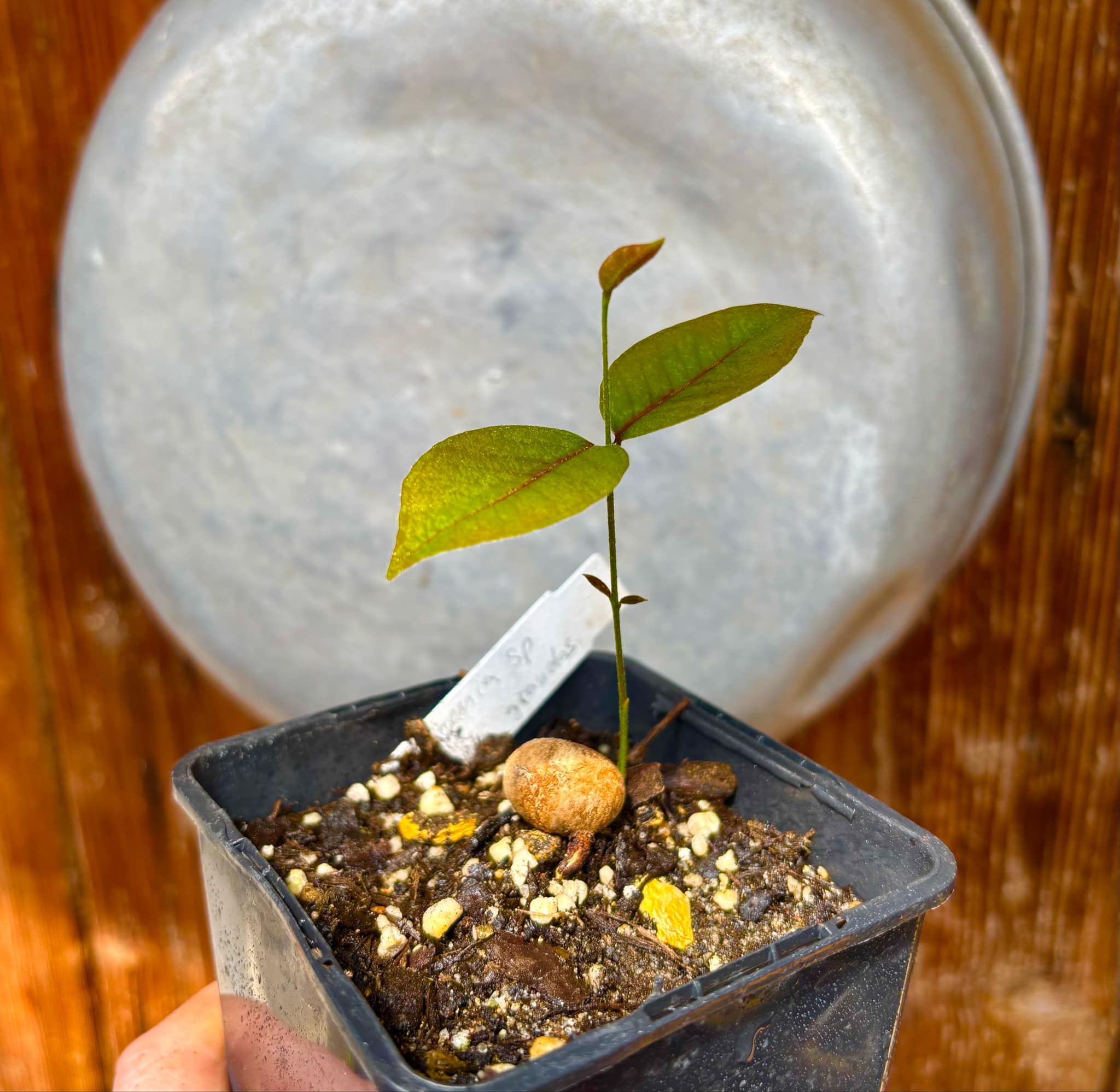 Eugenia sp Guajuba graudas -  1 small potted seedling / 1 kleiner, getopfter Sämling