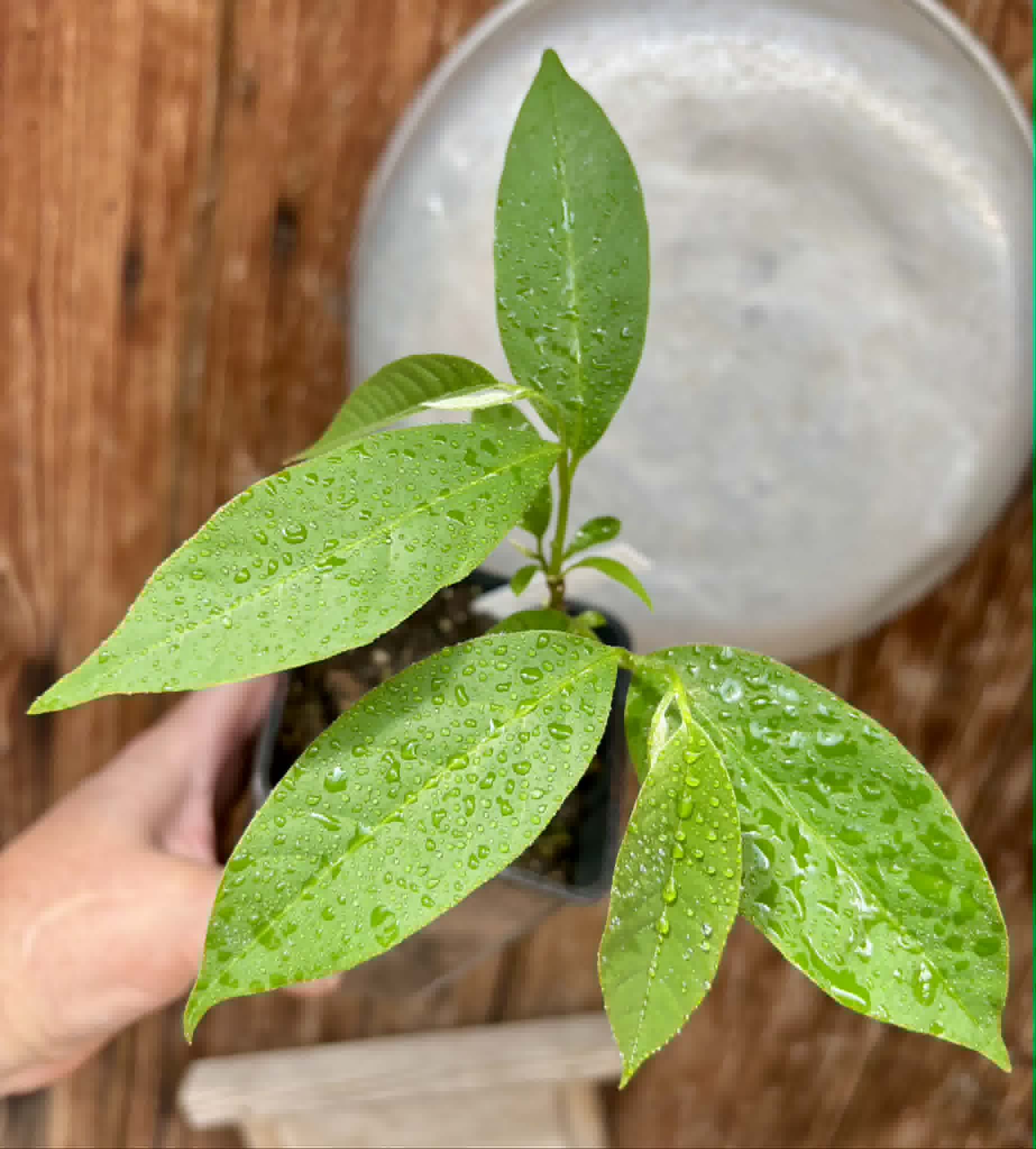 Annona rensoniana  - 1 potted seedling / 1 getopfter Sämling