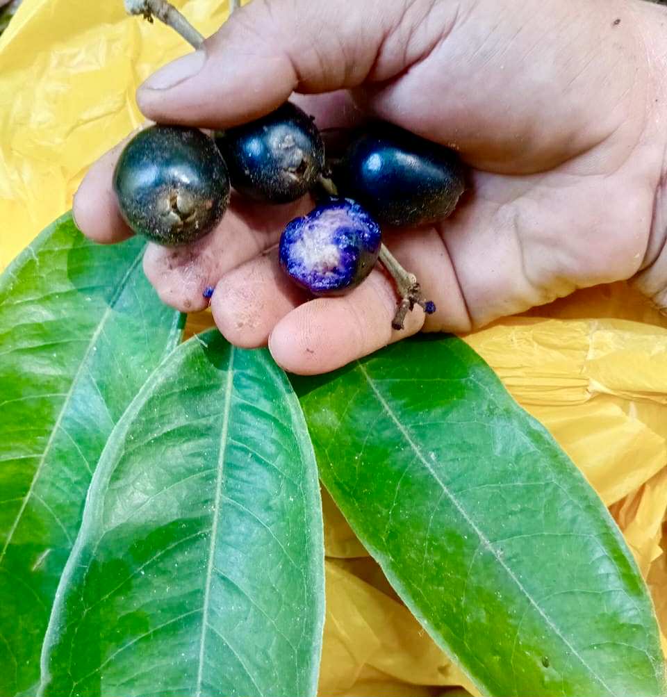 Eugenia sp Azul de Rondonia - 1 fresh seed / 1 frischer Samen