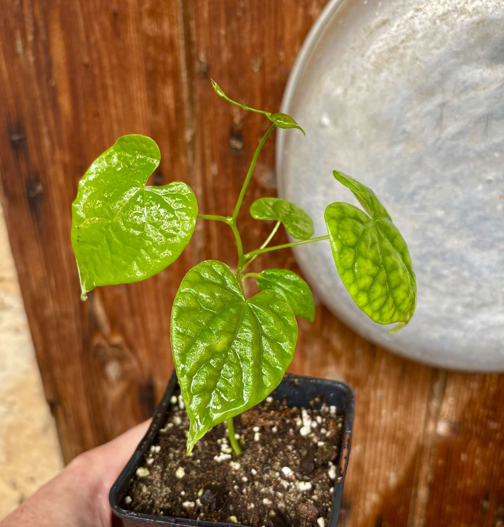 Odontocarya vitis -  1 potted plant / 1 getopfte Pflanze