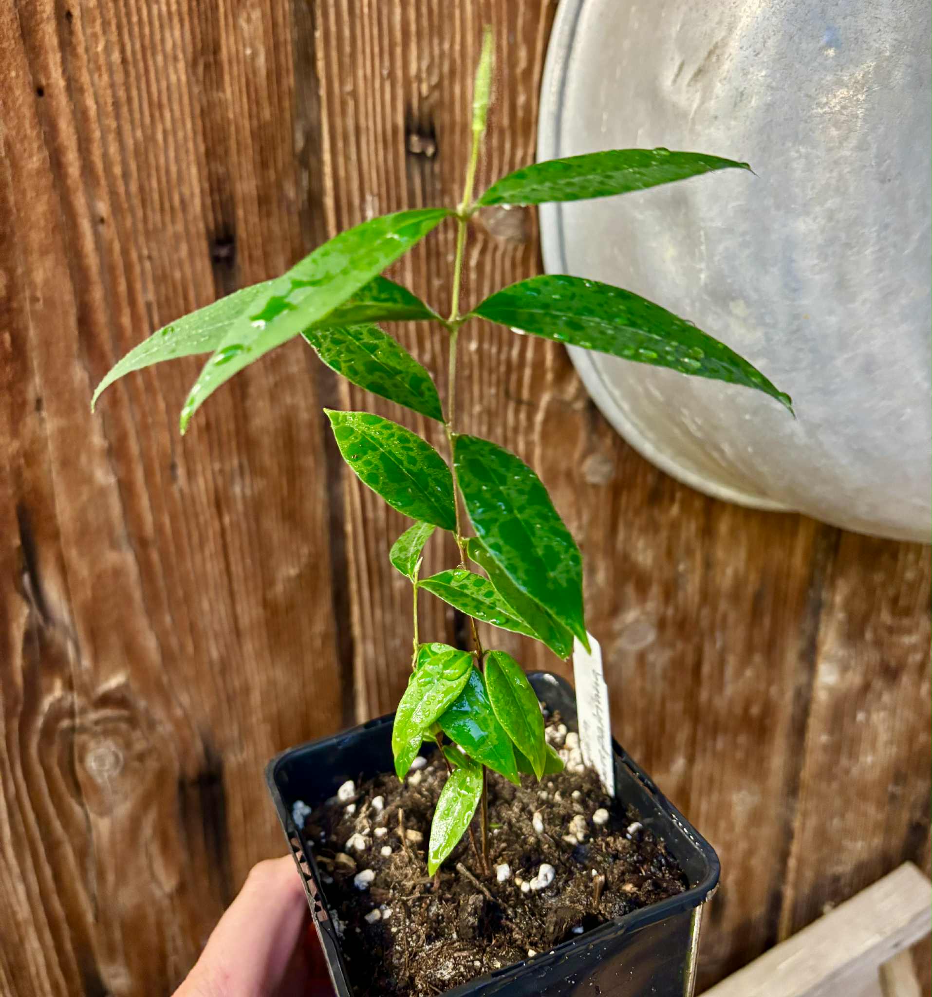 Uvaia do Visconde (Eugenia beaurepairiana) - potted seedling / 1 getopfter Sämling 