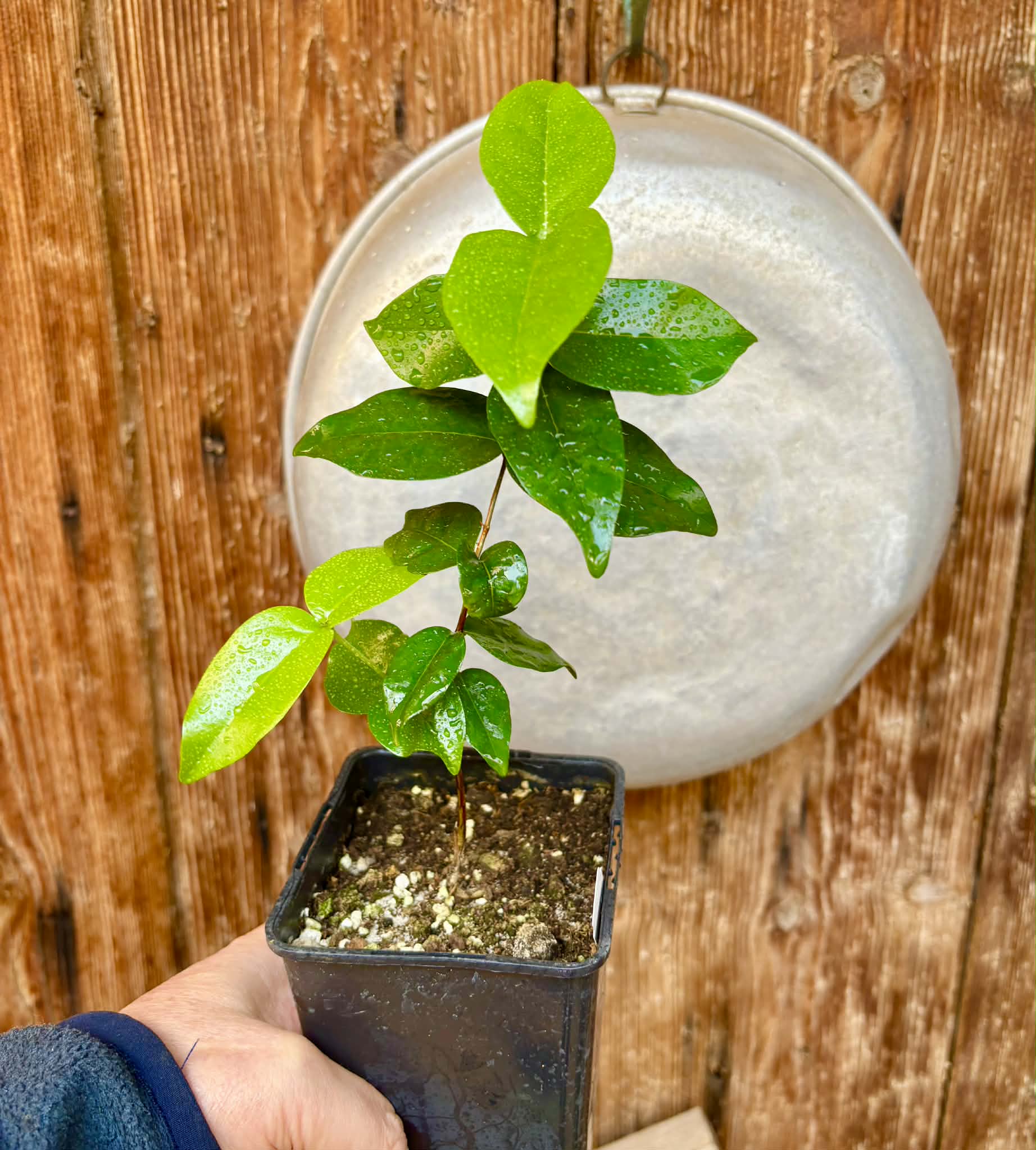 Eugenia uniflora var. Gigante Pitangao  - 1 potted seedling / 1 getopfter Sämling