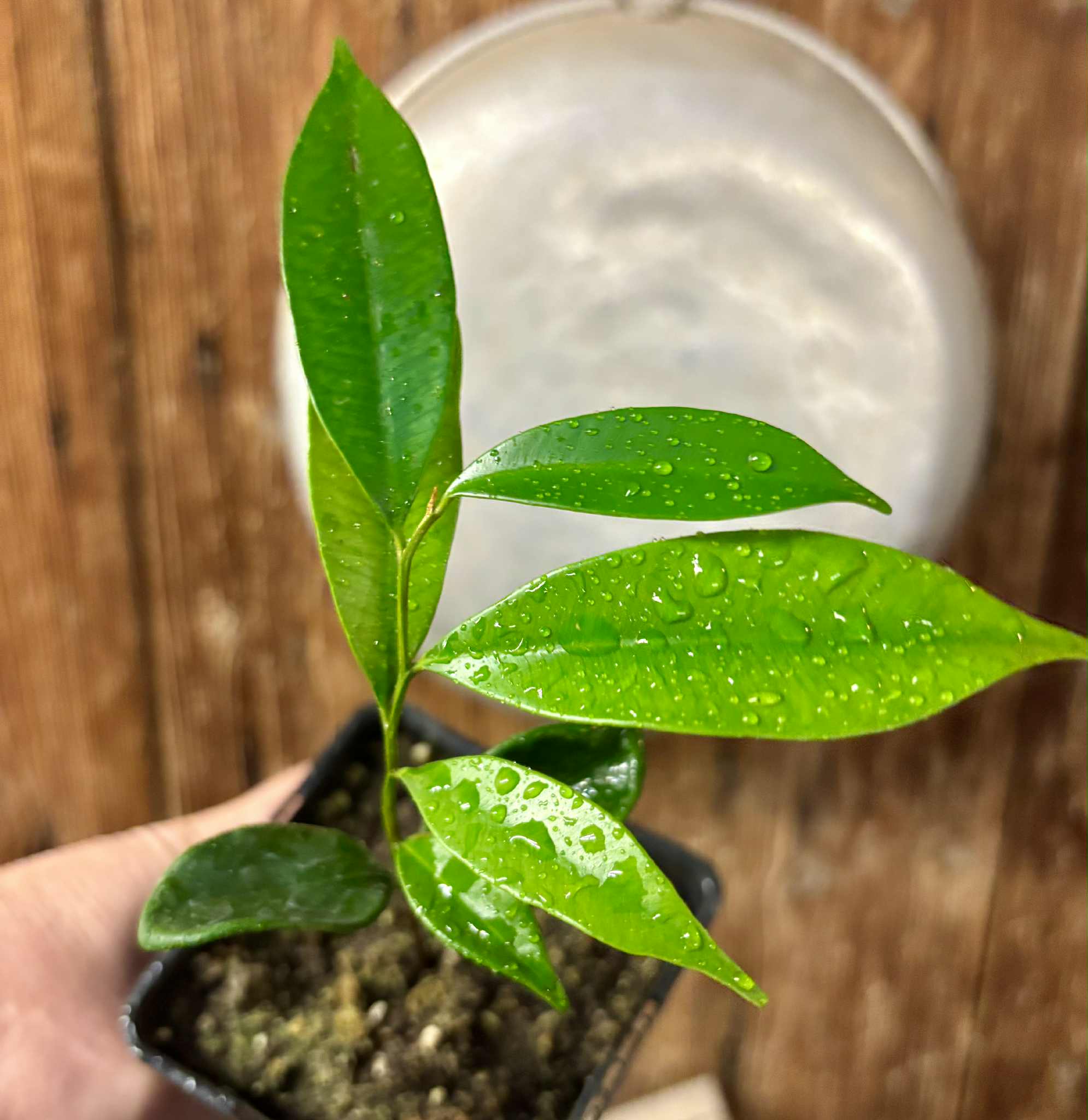 Diploon cuspidatum  -  1 potted seedling / 1 getopfter Sämling