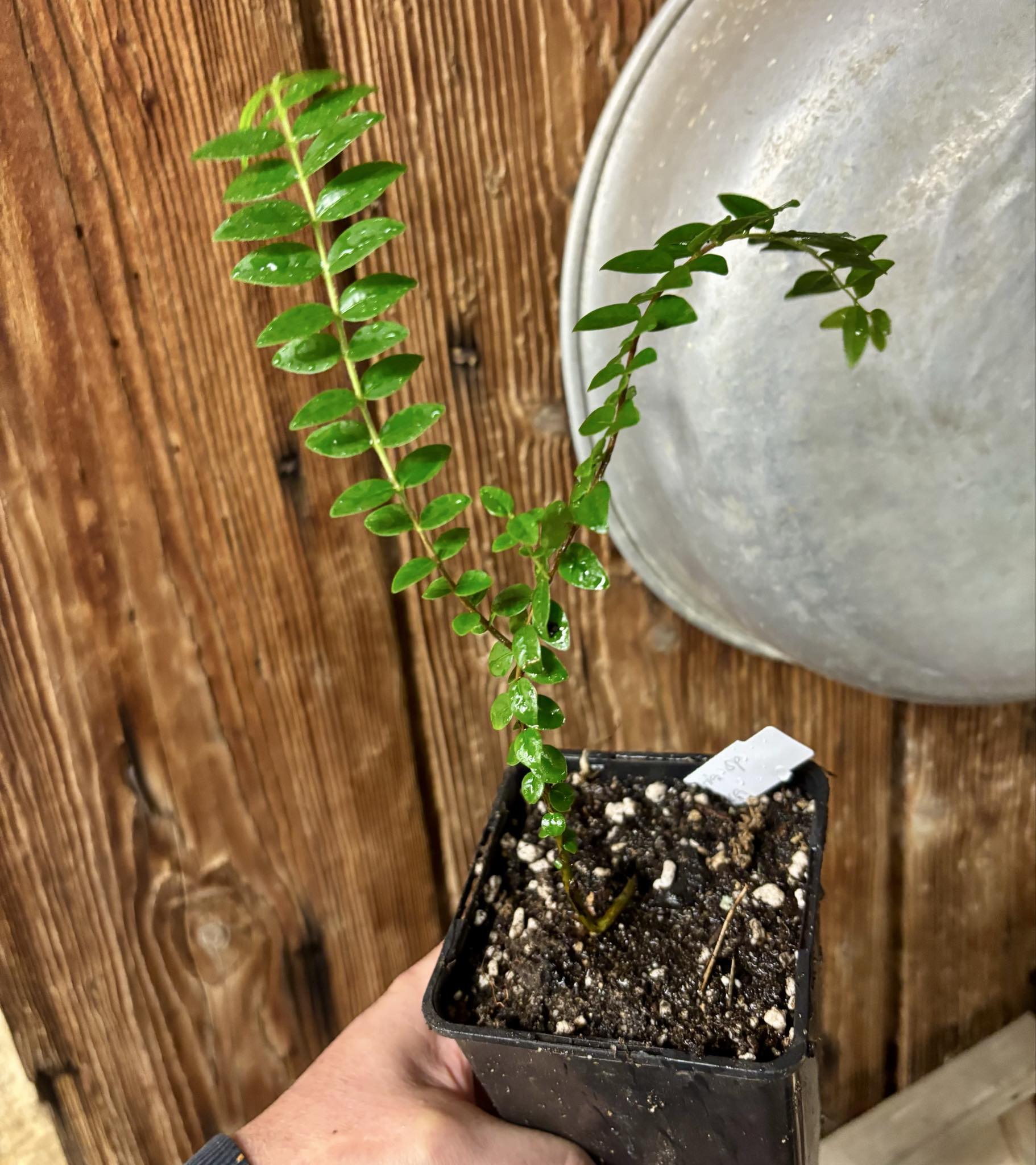 Myrciaria sp Pastora - 1 potted seedling / 1 getopfter Sämling