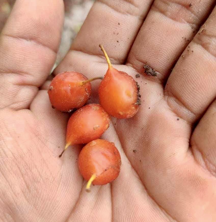 Unknown fruit from Amazonas Peru - 1 fresh seed / 1 frischer Samen