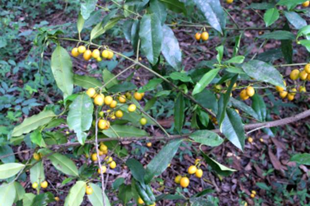 Pre Order - Garcinia spruceana (Bacupari-miúdo) - 1 fresh seed / 1 frischer Samen