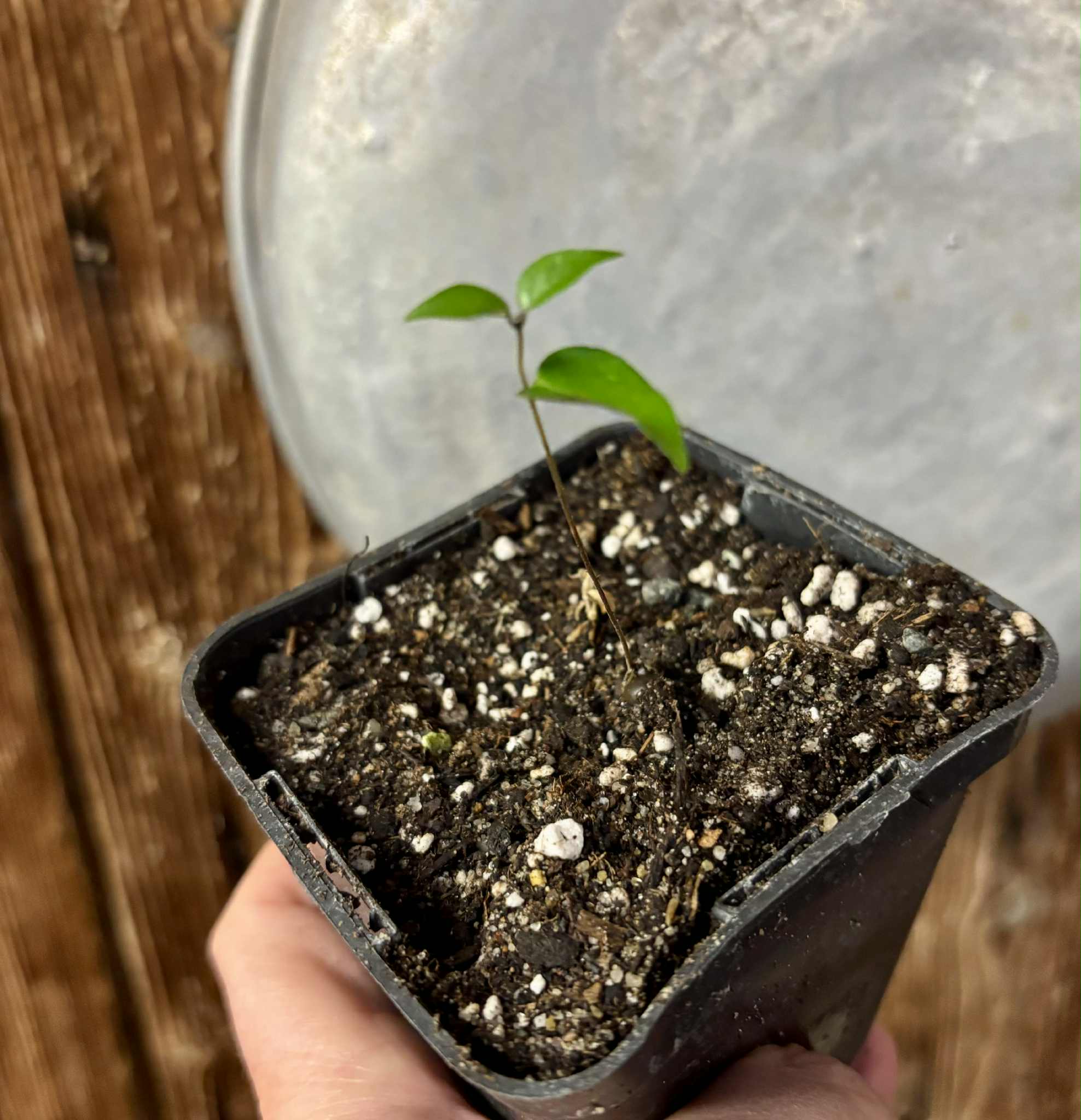 Guamirim Cereja do Sul (Eugenia modesta) - 1 potted seedling / 1 getopfter Sämling