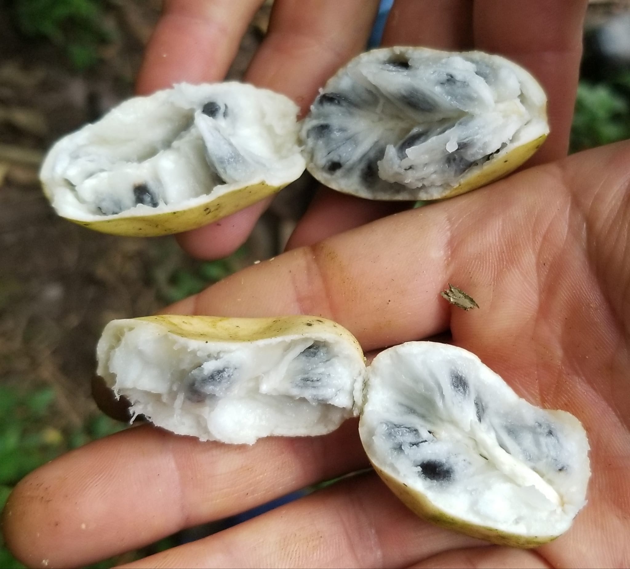 Annona quinduensis  - 1 potted plant / 1 getopfte Pflanze