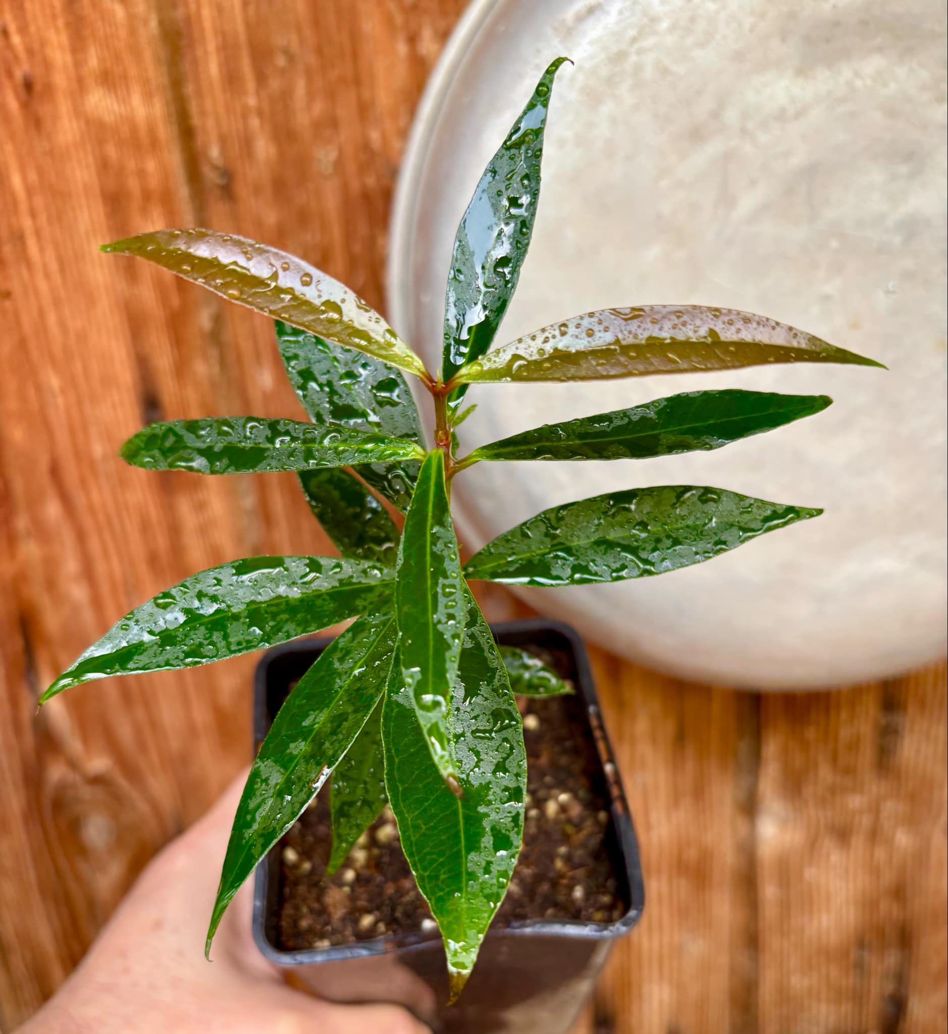 Eugenia sp Jambo da Mata -  1  potted seedling / 1 getopfter Sämling