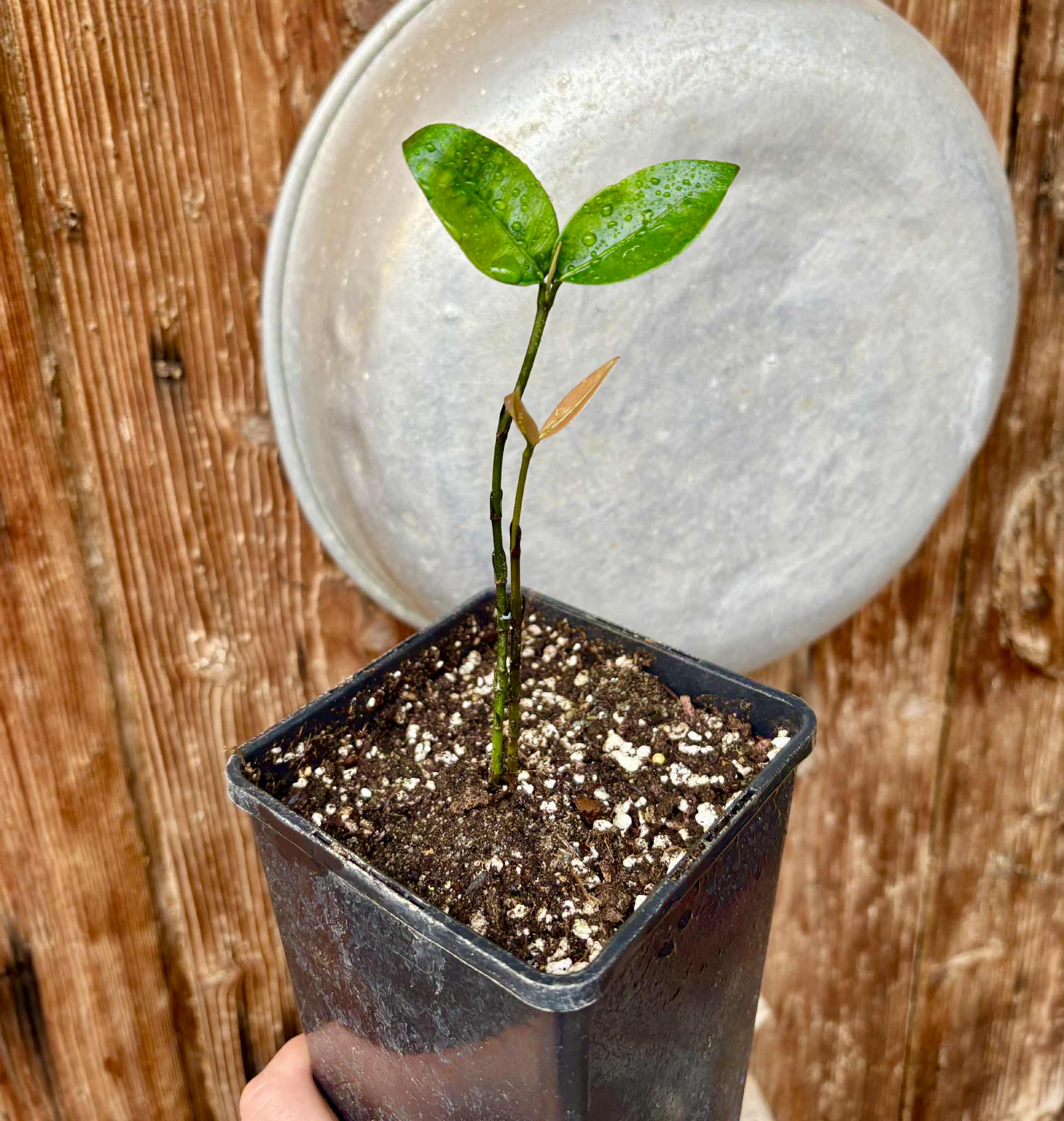 Garcinia  mangosteen - Mangosteen / Mangostane - 1 potted plant / 1 getopfte Pflanze 