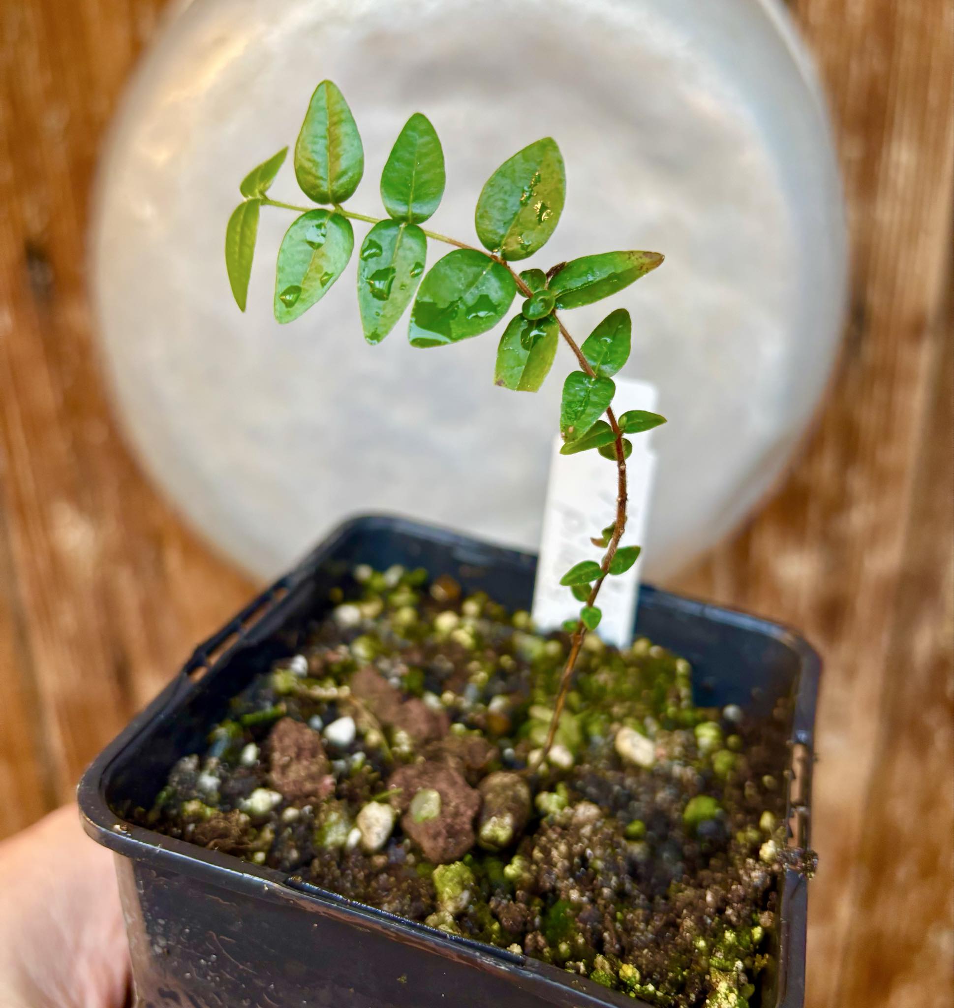 Myrciaria pilosa -  1 potted seedling  / 1 getopfter Sämling