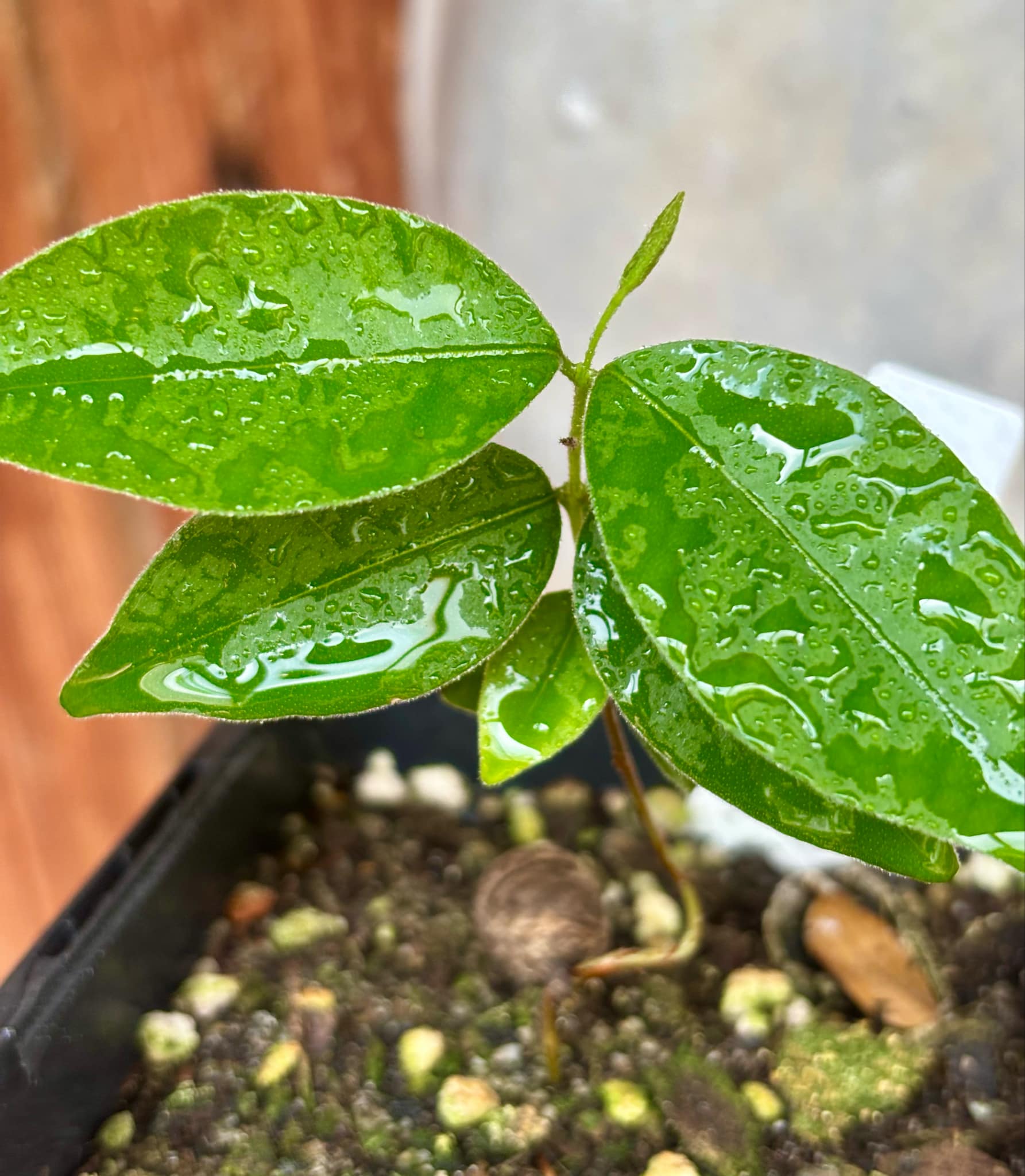 Eugenia sp Guajuba suave -  1 small potted seedling / 1 kleiner, getopfter Sämling