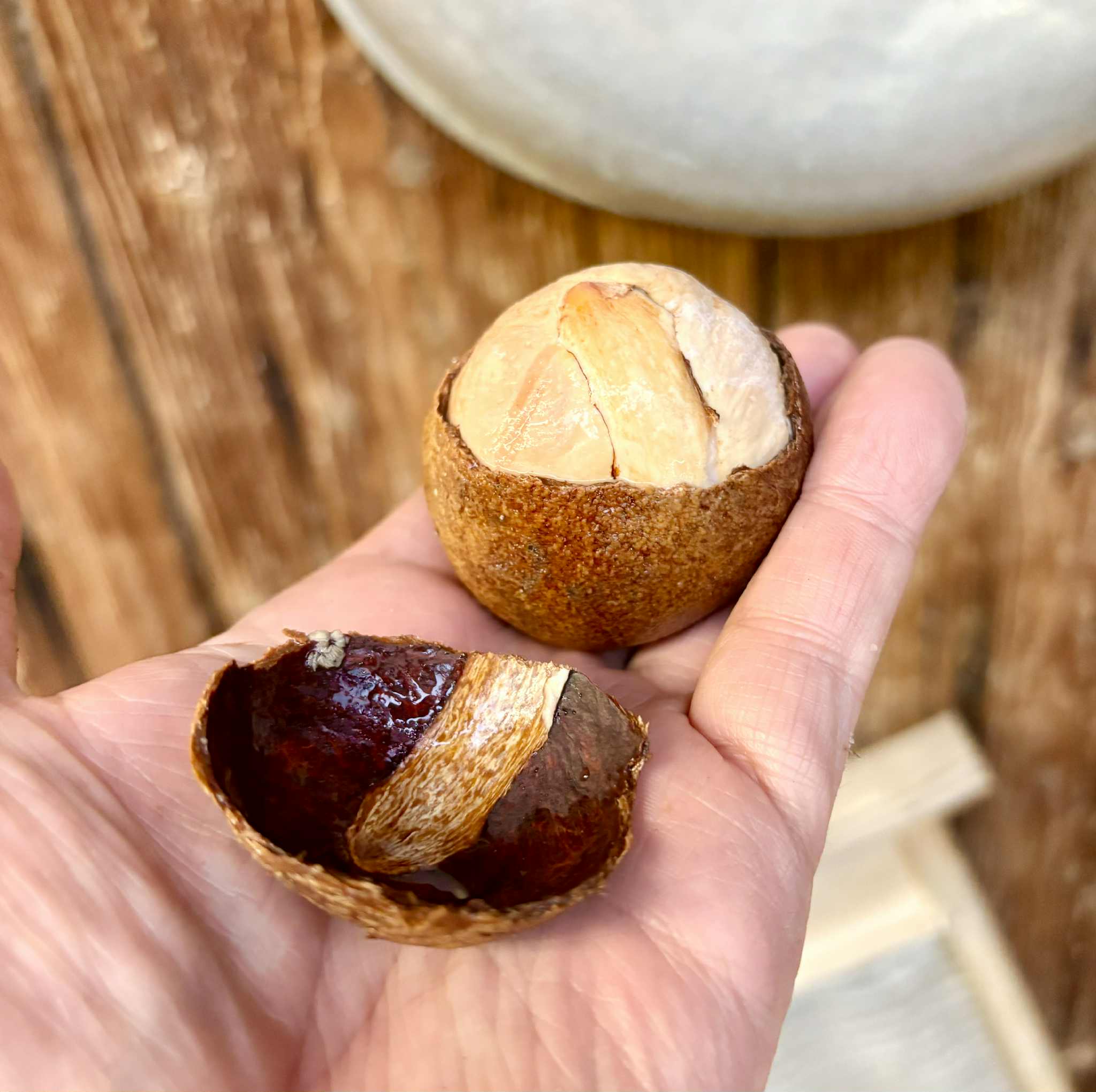 Eugenia sp Laranja Camamu - 1 fresh seed / 1 frischer Samen