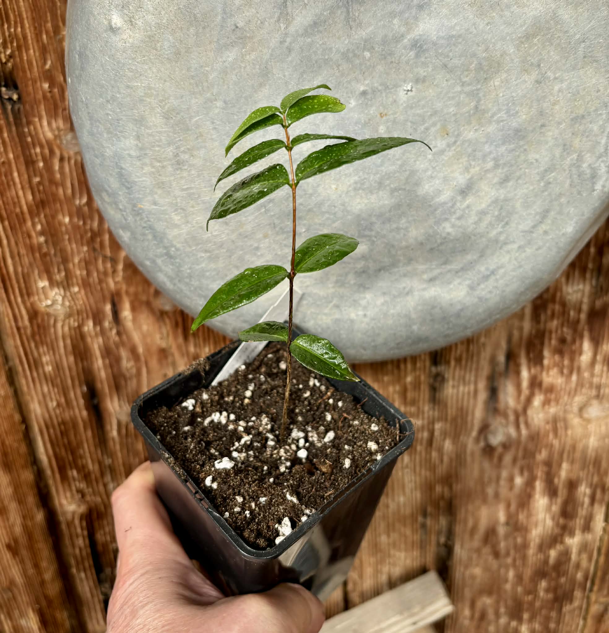 Cabeludinha do Brejo (Neomitranthes glomerata) - 1 potted seedling/ 1 getopfter Sämling