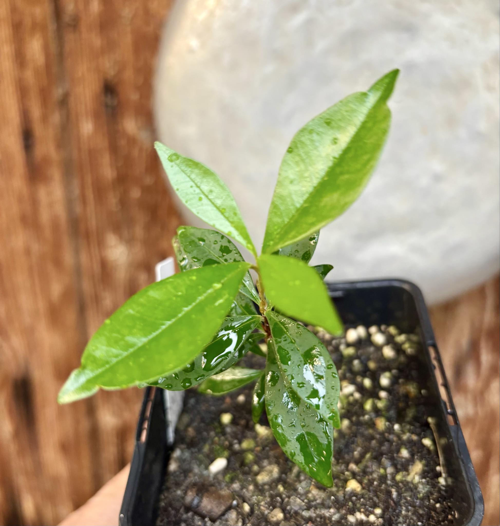 Eugenia nutans - 1 small potted seedling / 1 kleiner, getopfter Sämling