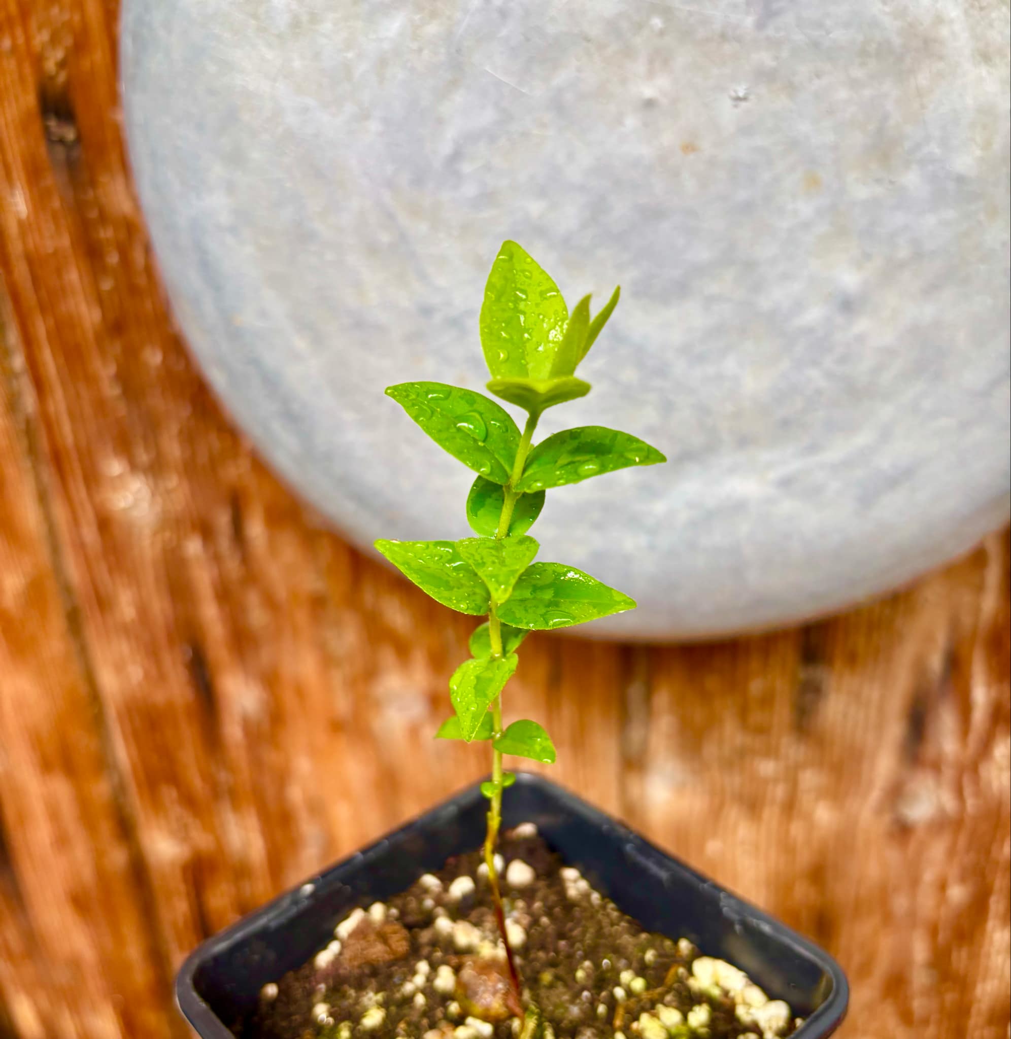 Eugenia sp Palometa - 1 potted seedling / 1 getopfter Sämling