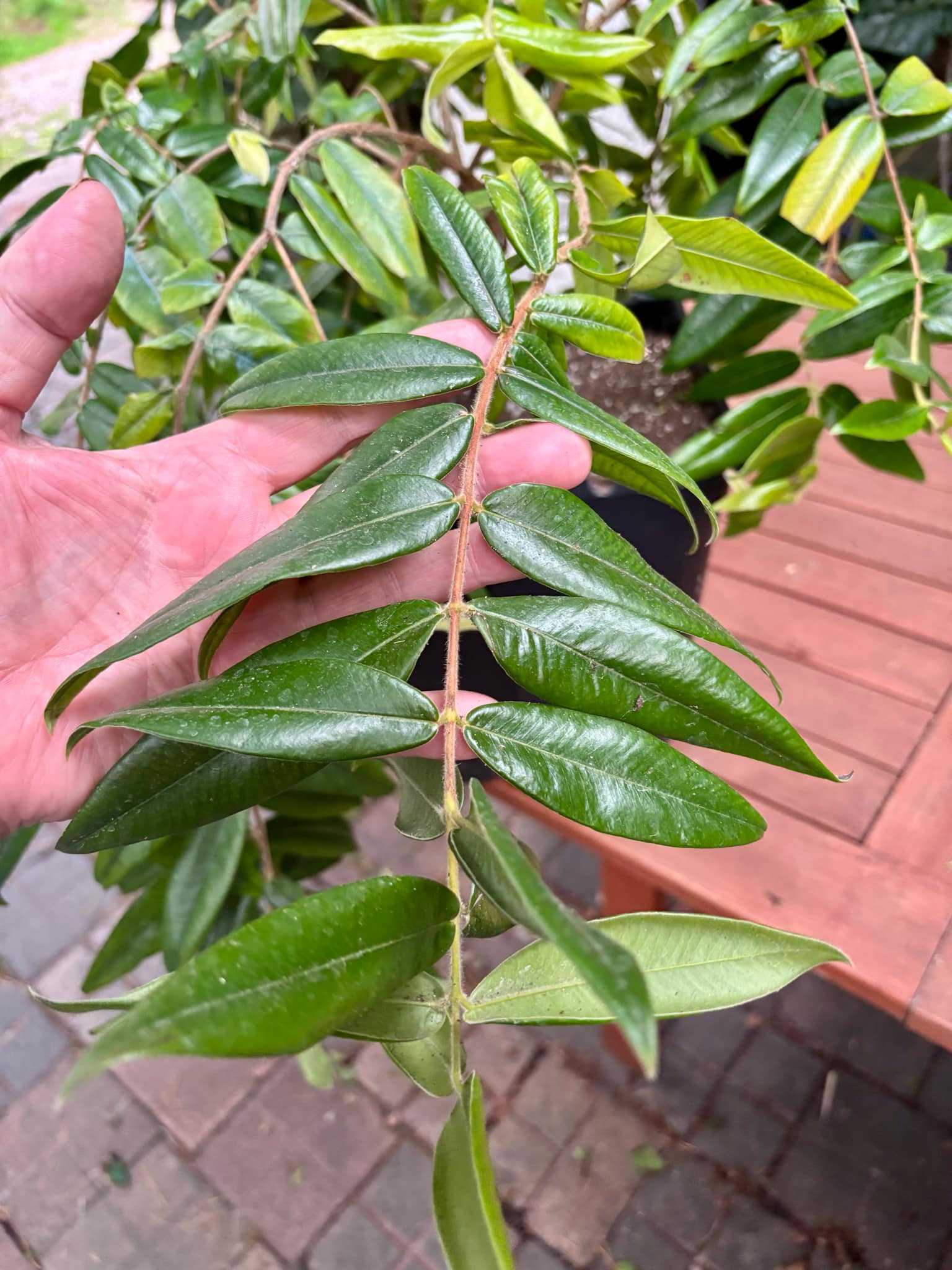over four years old - Myrciaria glazioviana - Cabeludinha - 1 potted plant / 1 getopfte Pflanze over four years old - Myrciaria glazioviana - Cabeludinha - 1 potted plant / 1 getopfte Pflanze