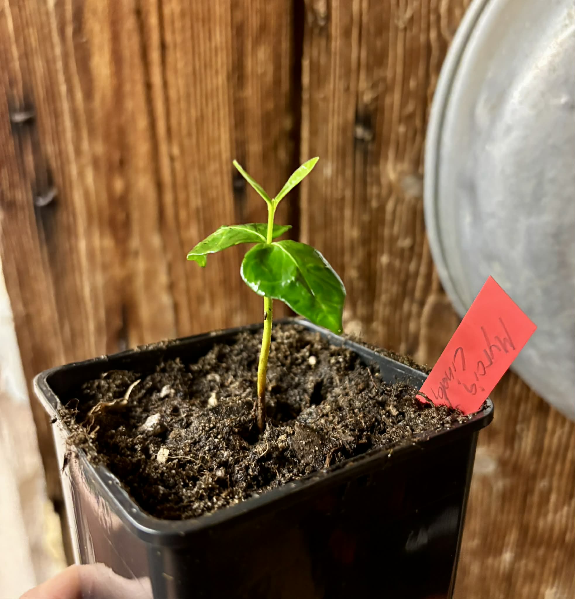 Myrcia sp linda -  1 potted seedling / 1 getopfter Sämling