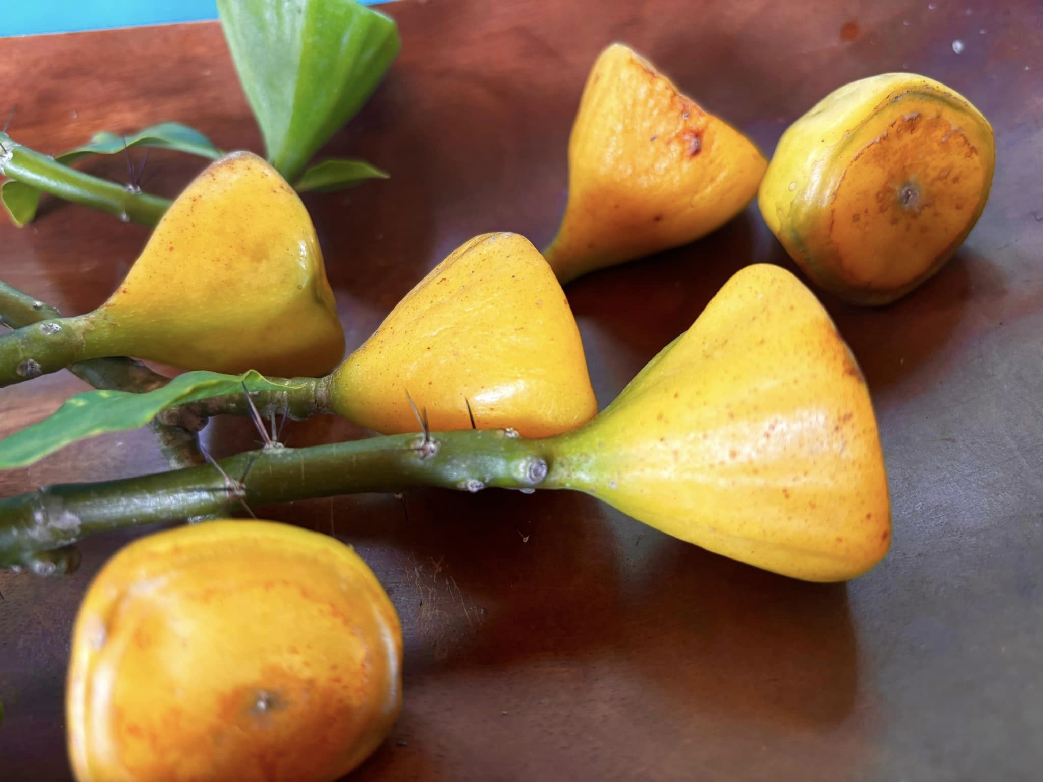 Pereskia bleo - Leuenbergeria bleo - 3 fresh seeds / 3 frische Samen