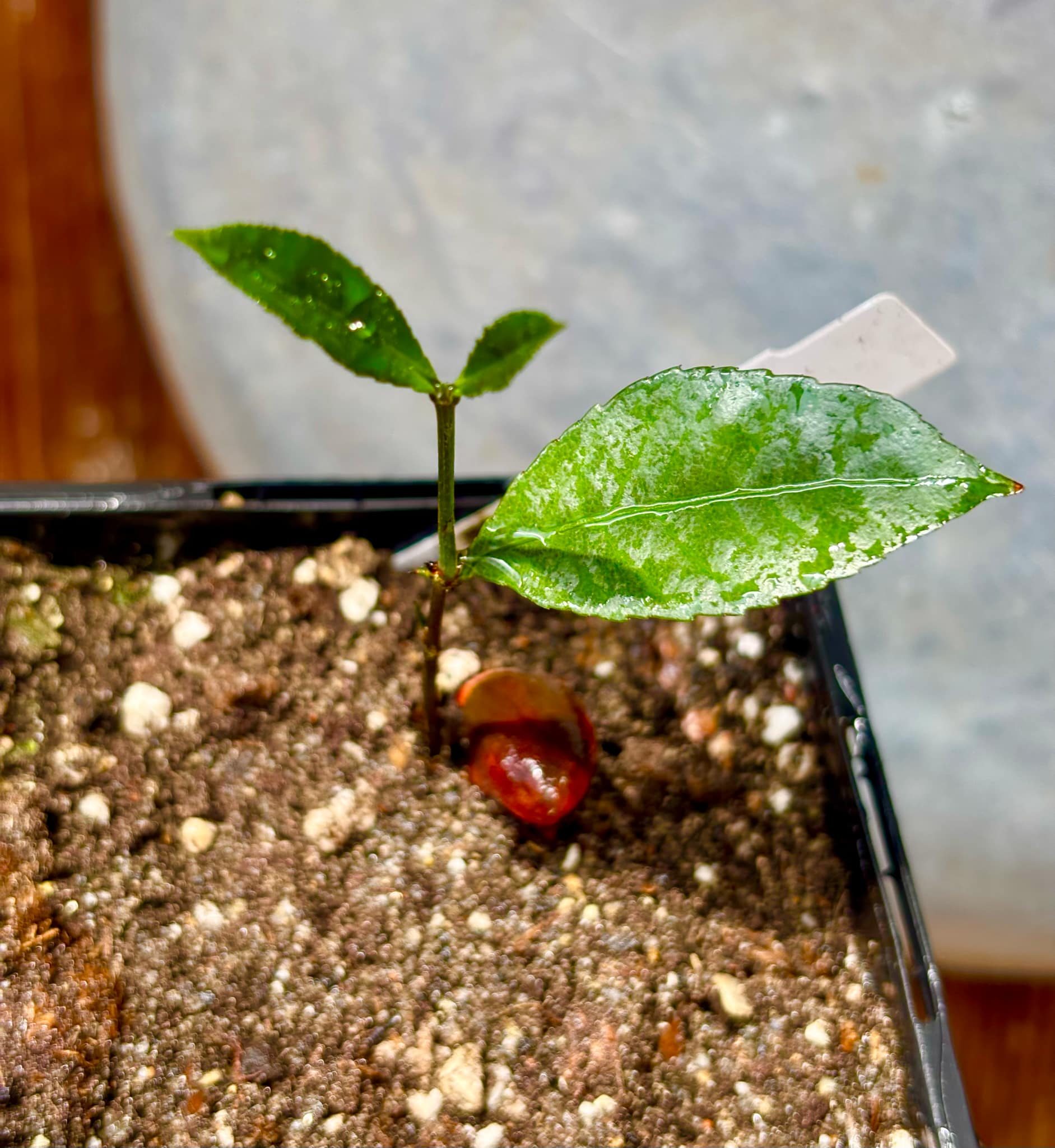 Peritassa hatschbachii  - 1 potted plant / 1 getopfte Pflanze