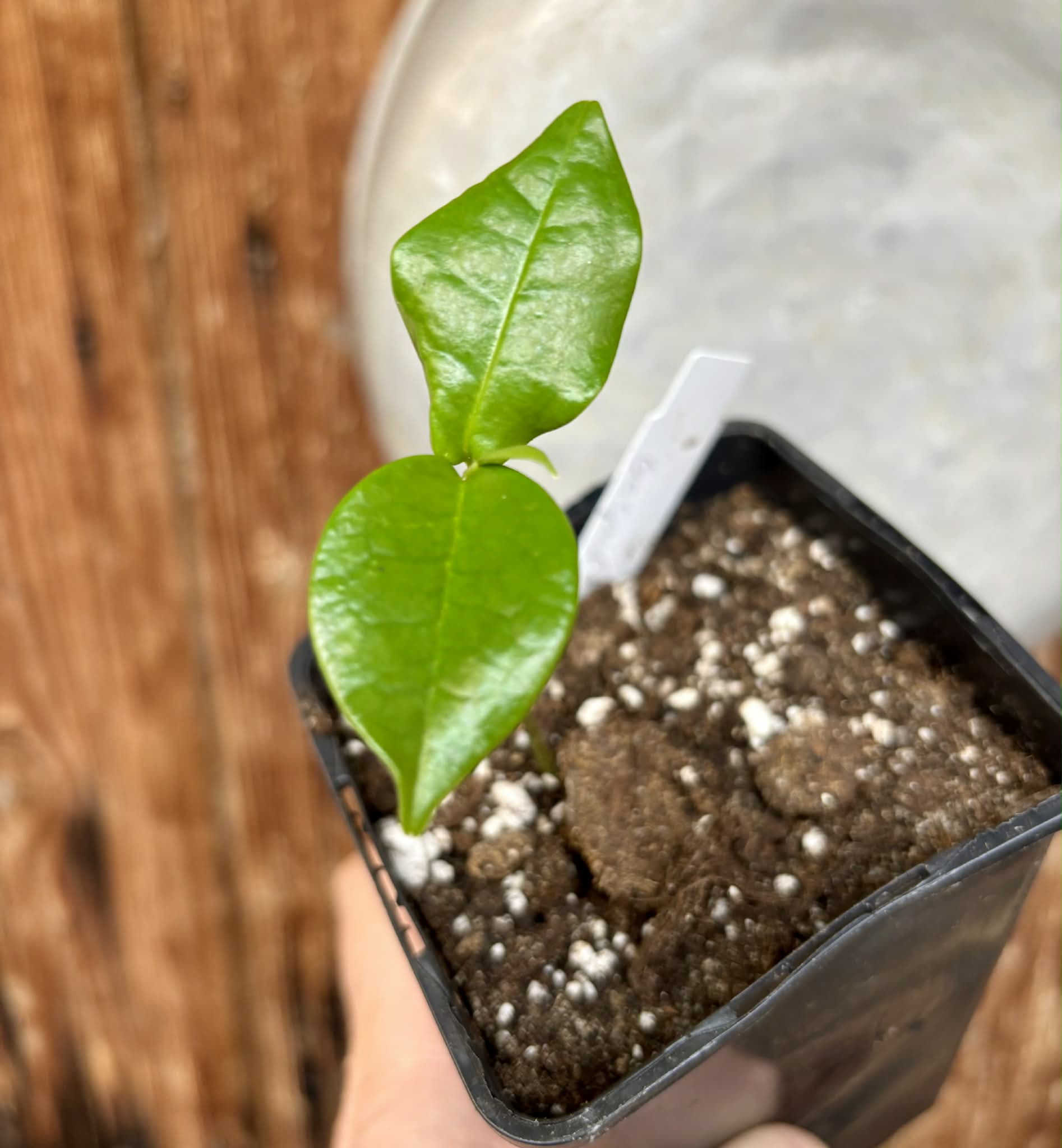 Annona montana var. Gaspar - 1 potted seedling / 1 getopfter Sämling