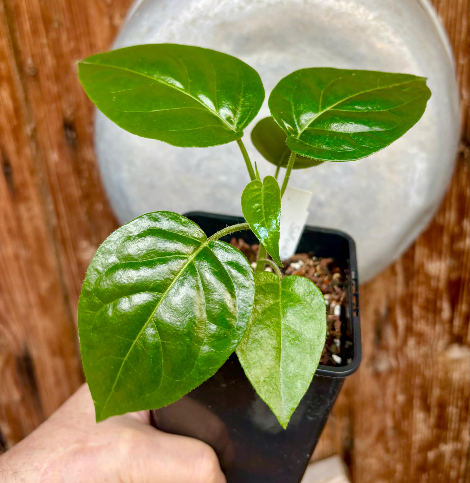 Tomatao Verde do Mato (Solanum melissarum) - 1 small potted seedling / 1 kleiner, getopfter Sämling
