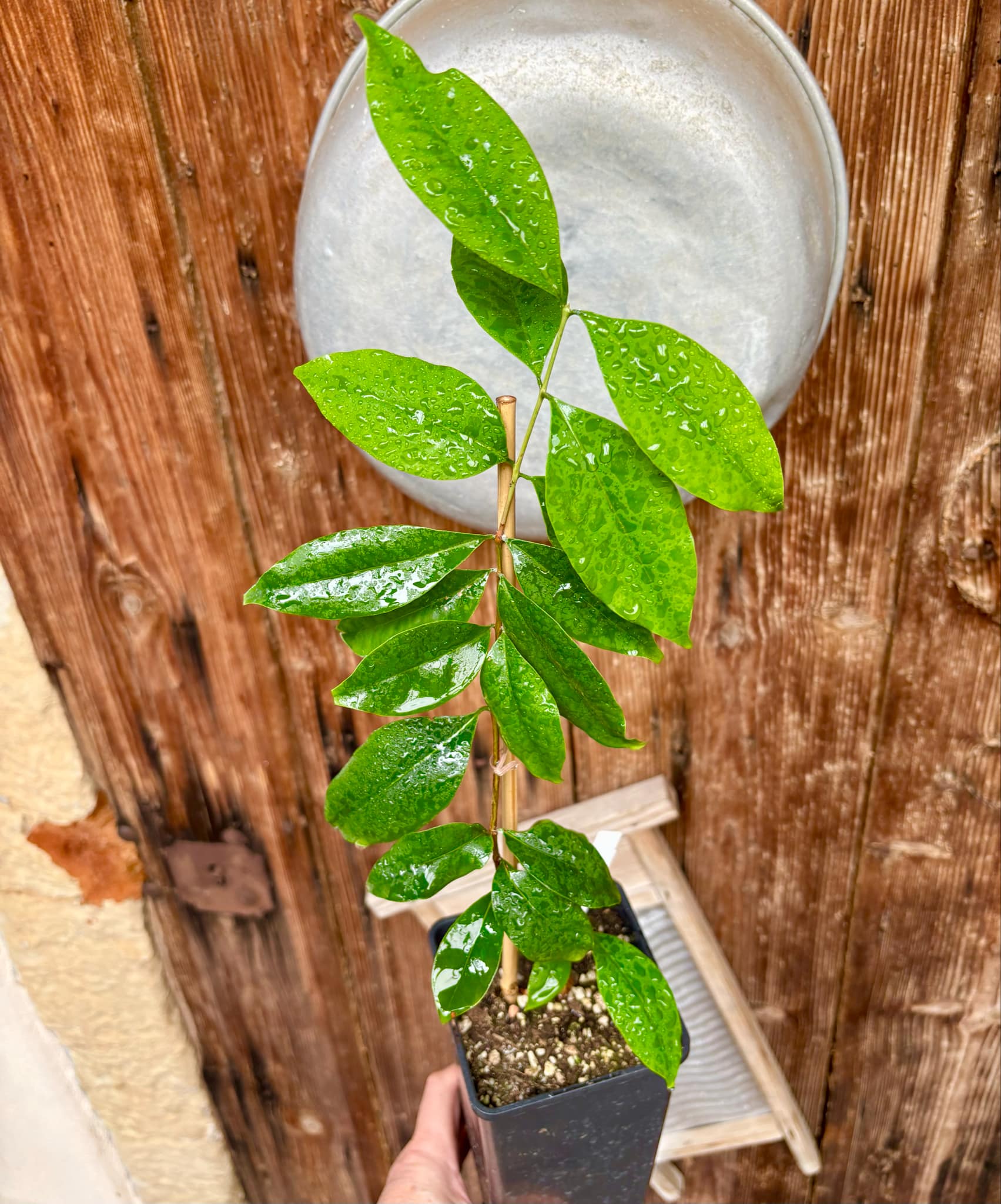 Pitanga de Perdez - Eugenia observa - 1 potted plant / 1 getopfte Pflanze