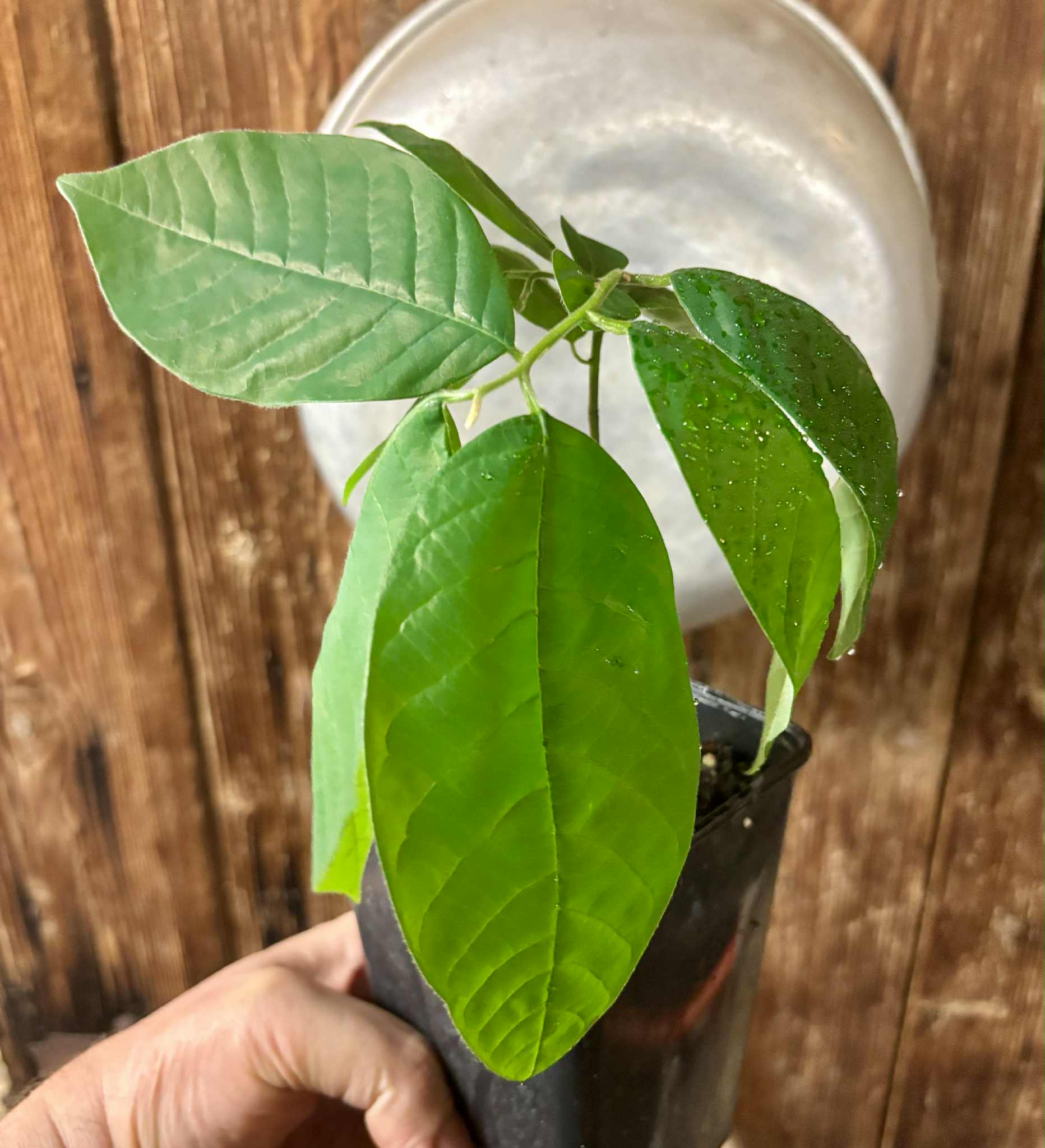 Annona sylvatica - 1 potted plant / 1 getopfte Pflanze