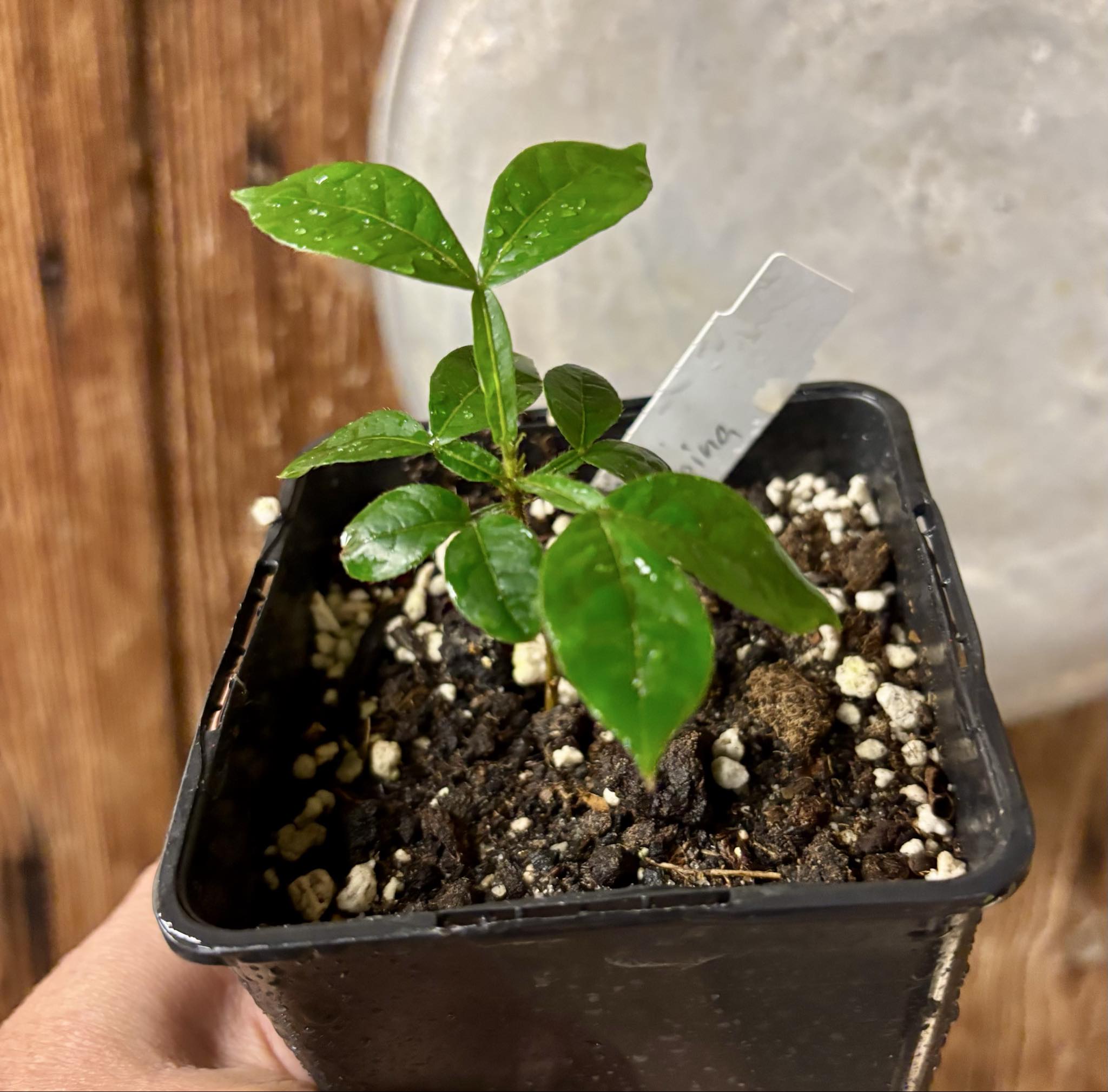 Inga vulpina - 1 small potted seedling / 1 kleiner, getopfter Sämling Inga vulpina - 1 small potted seedling / 1 kleiner, getopfter Sämling