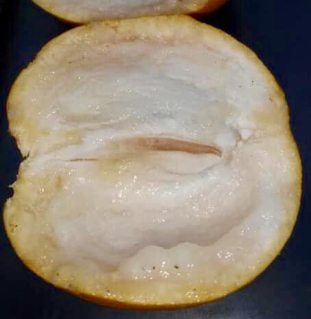 Abiu de Leite (Sarcaulus sp) - 1 fresh seed / 1 frischer Samen