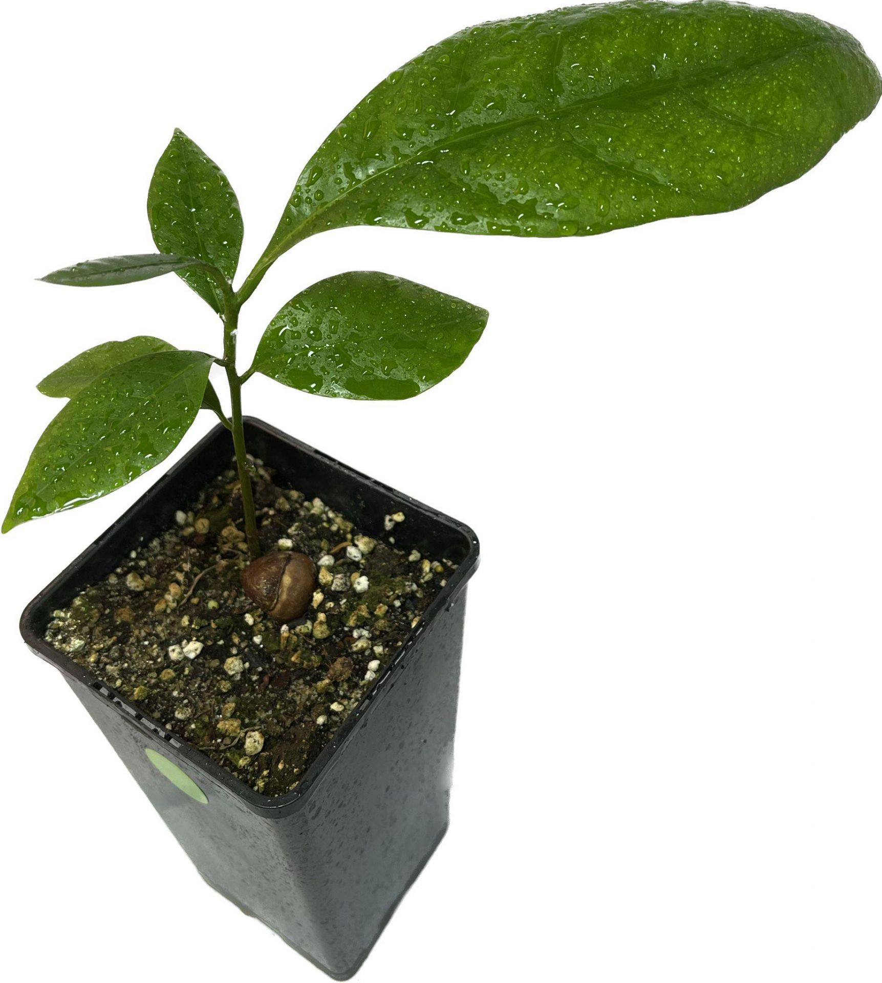 Pouteria