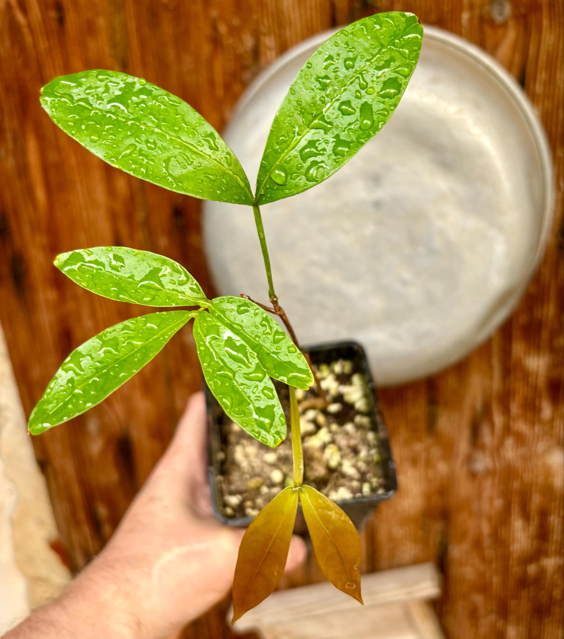 Inga laurina - 1 potted plant / 1 getopfte Pflanze Inga laurina - 1 potted plant / 1 getopfte Pflanze