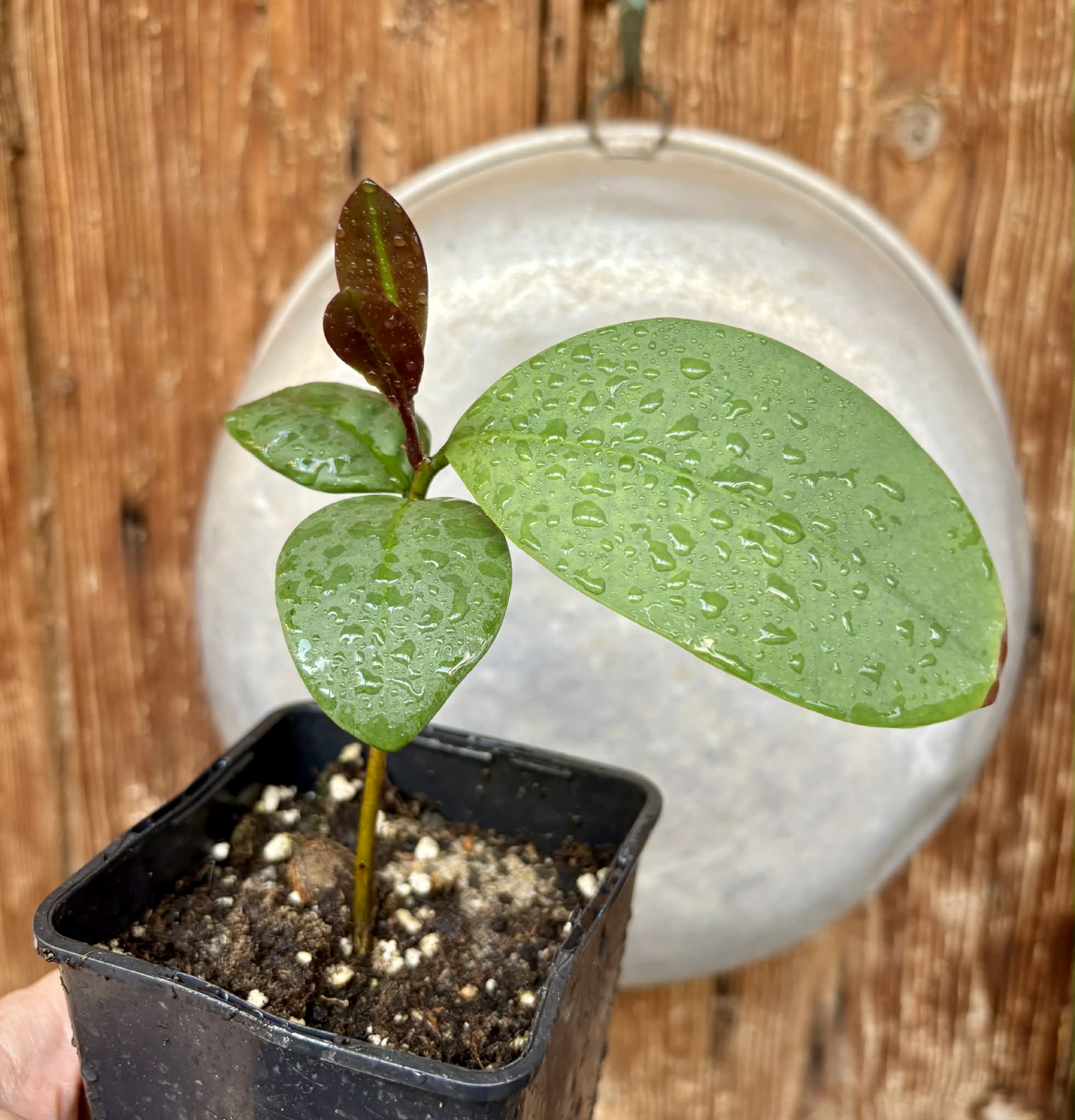 Eugenia sp Unana -  1 potted seedling / 1 getopfter Sämling