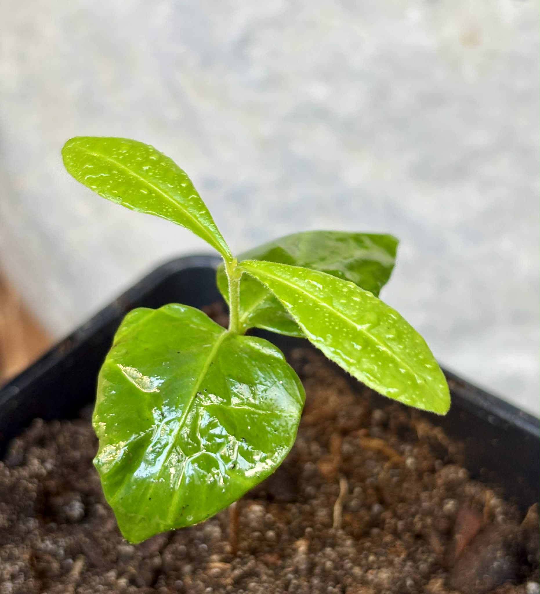 Myrcia sp linda -  1 potted seedling / 1 getopfter Sämling