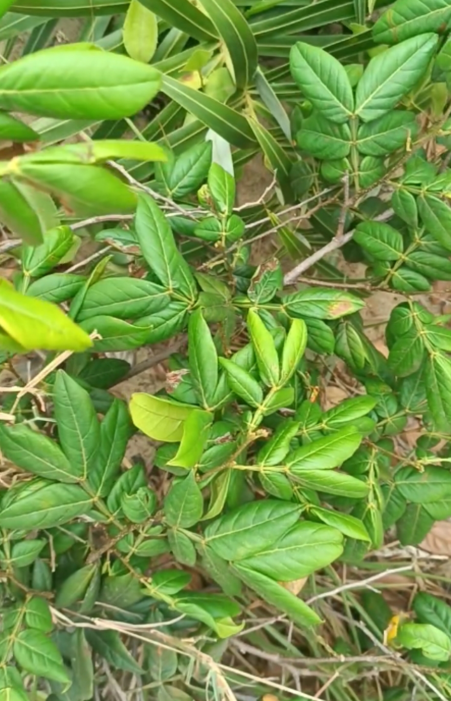 Inga sp Pequena -  1 potted plant / 1 getopfte Pflanze