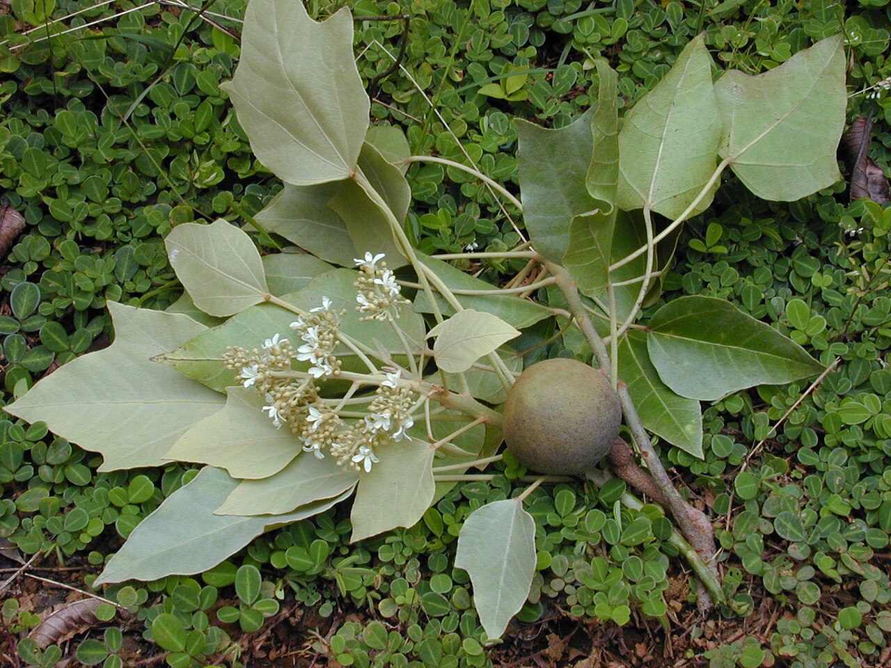 Candlenut (Aleurites moluccanus) -  1 fresh seed / 1 frischer Samen
