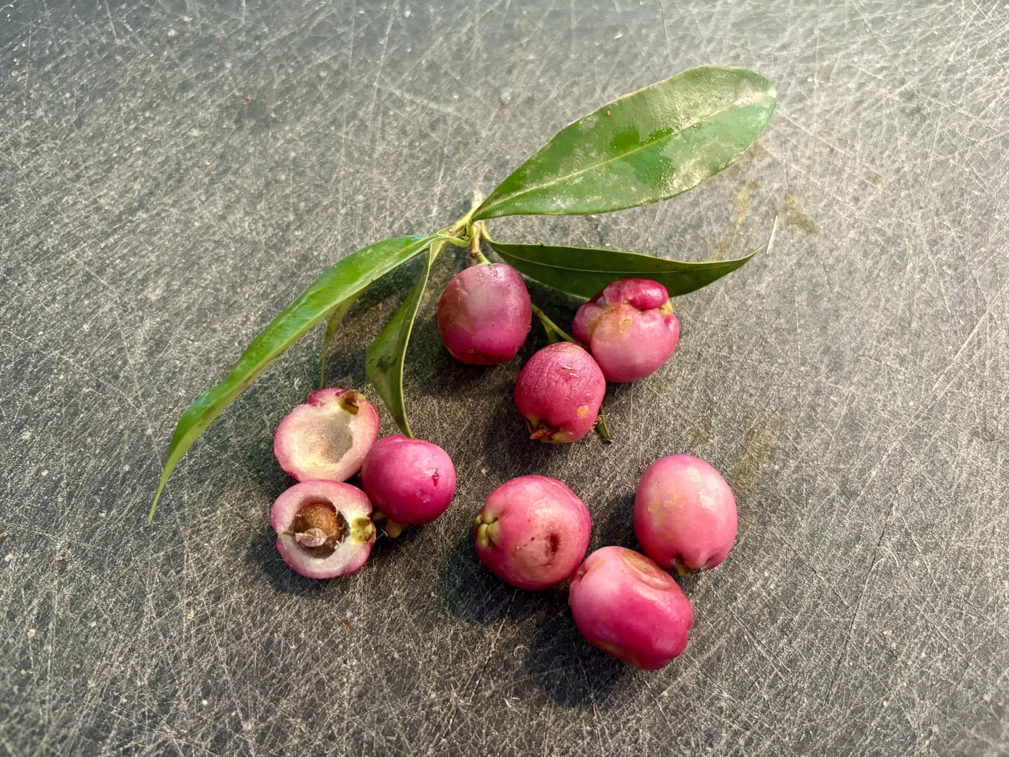 Syzygium smithii - Lilly Pilly - 1 potted plant / 1 getopfte Pflanze