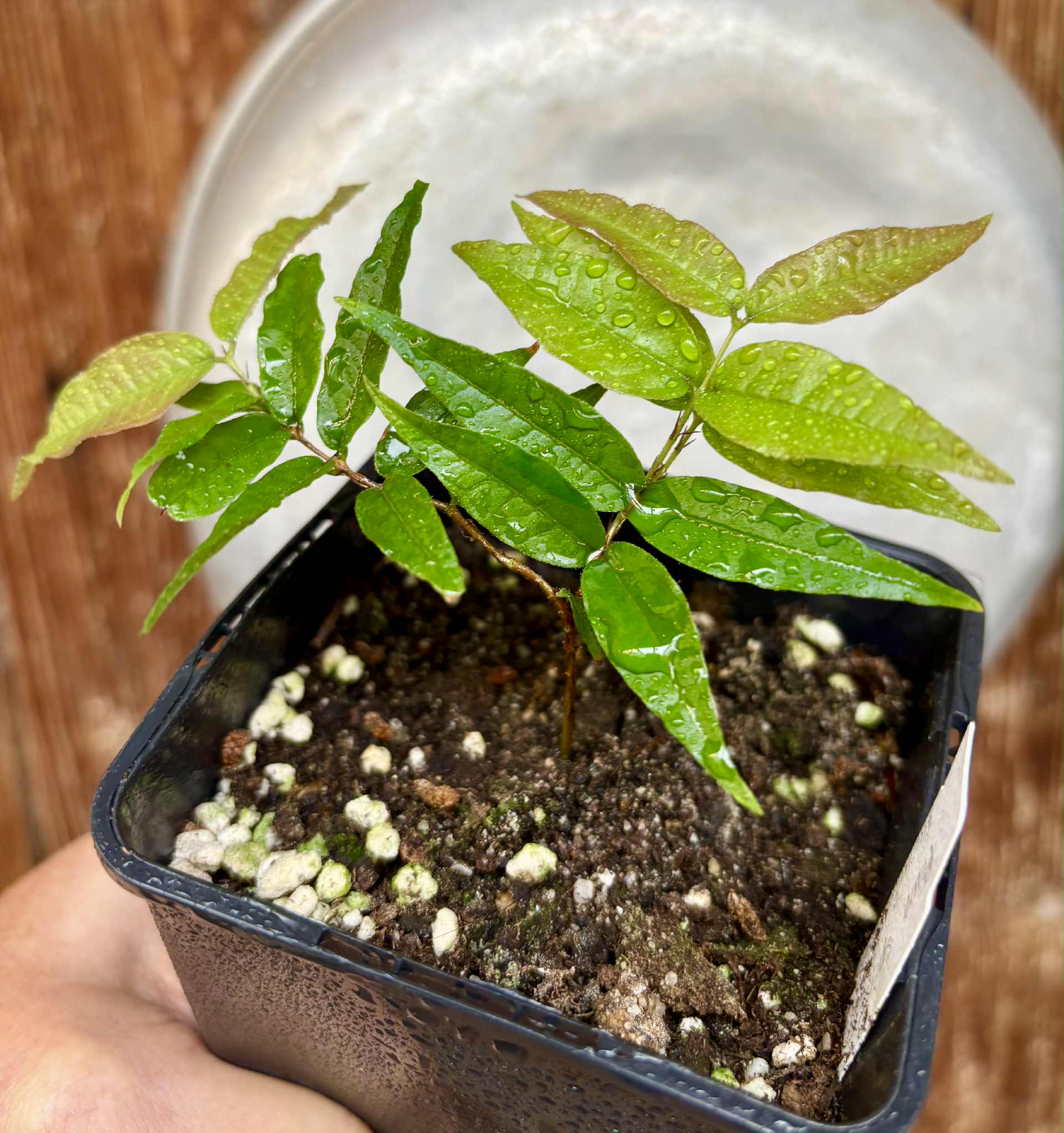 Plinia spiritosantensis var. Mucuri Velvet - 1 potted plant/ 1 getopfte Pflanze