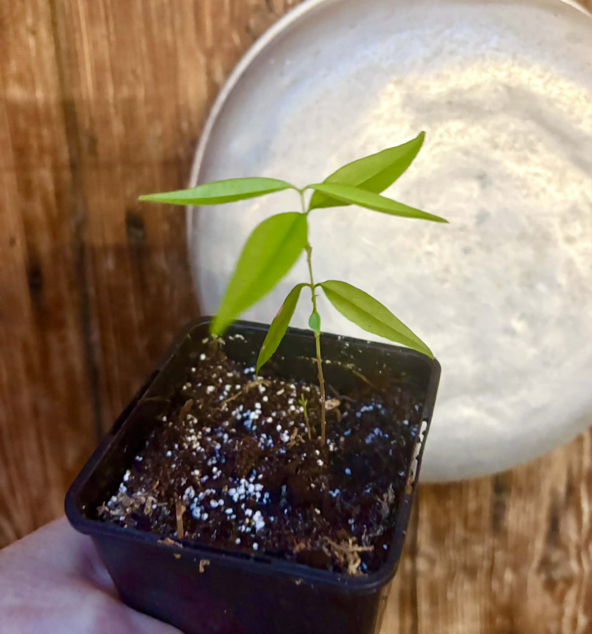 Rainforest Plum (Eugenia candolleana) - 1 potted seedling / 1 getopfter Sämling