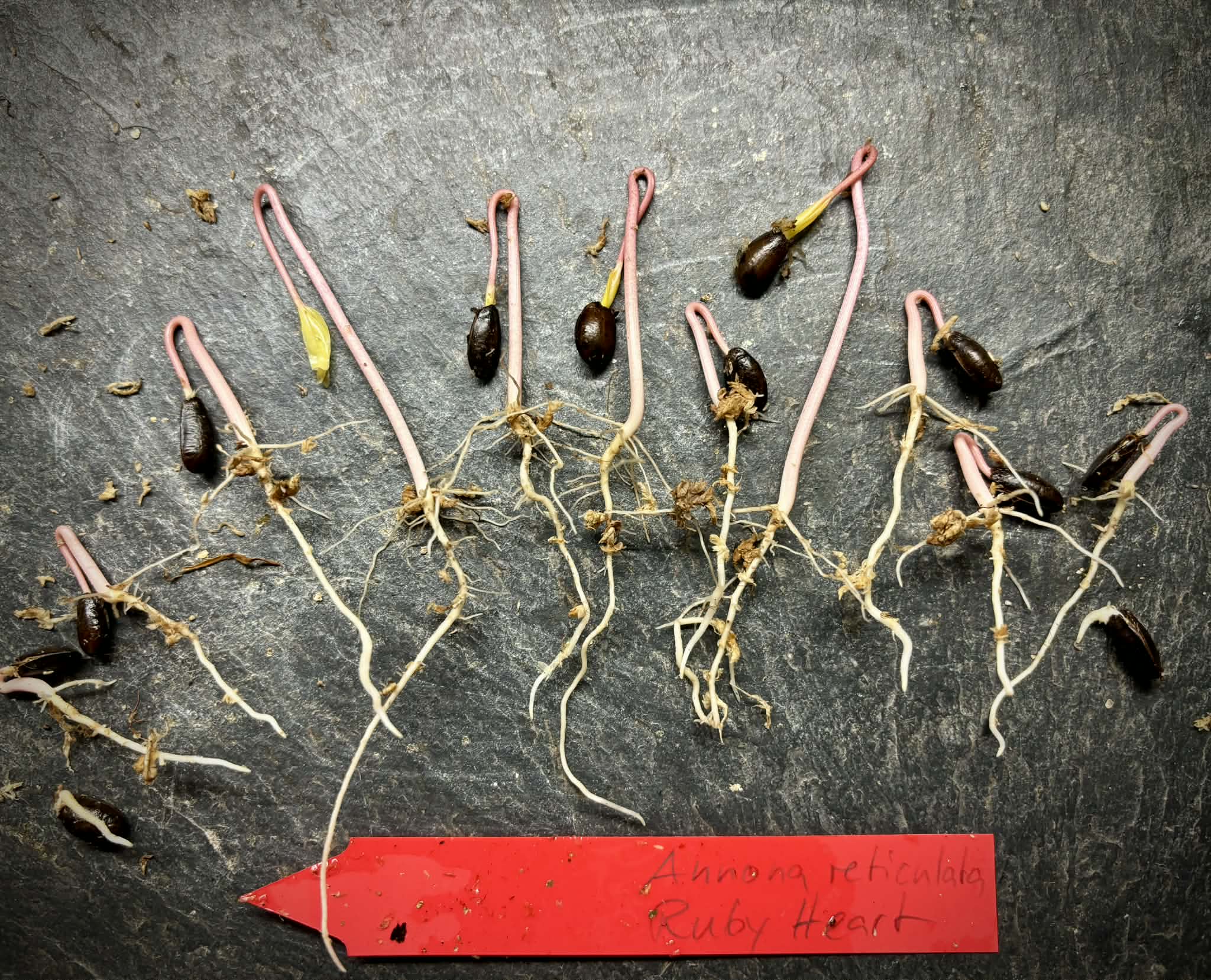 Annona reticulata var Ruby Heart- 1 germinated seed / 1 gekeimter Samen