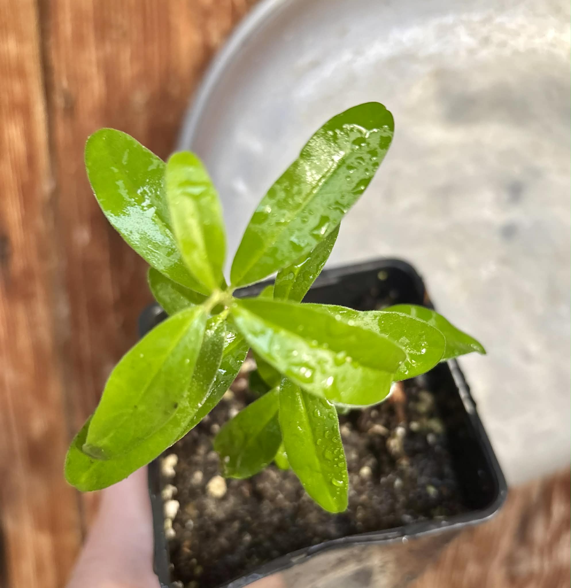 Kei Apple (Dovyalis caffra) - 1 potted plant / 1 getopfte Pflanze