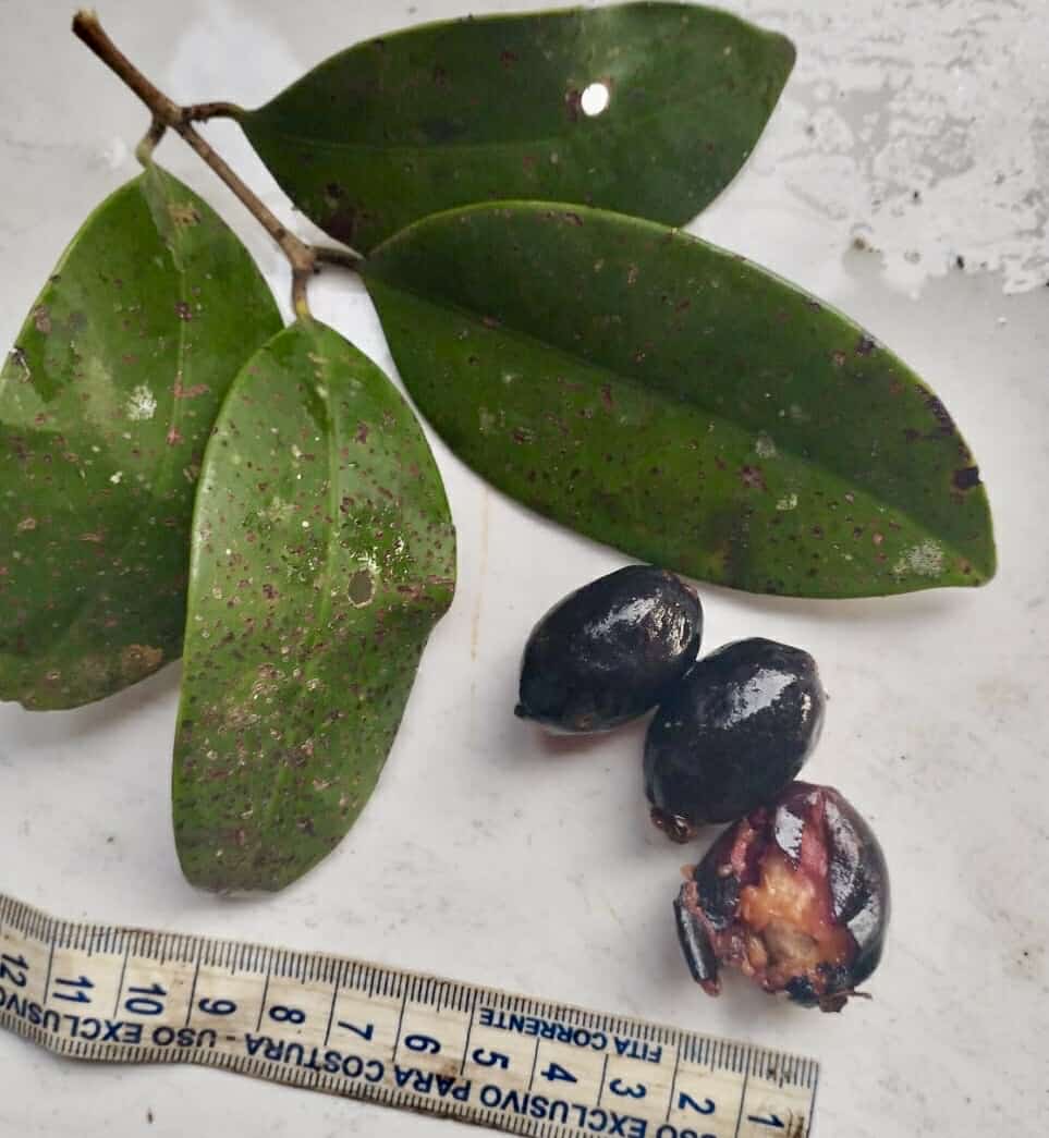 Collection of 5 Eugenia -  5 different potted Eugenia / 5 verschiedene, getopfte Eugenia