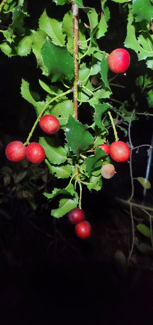 Catalina Cherry (Prunus ilicifolia subsp. ilicifolia) - 1 fresh seed / 1 frischer Samen