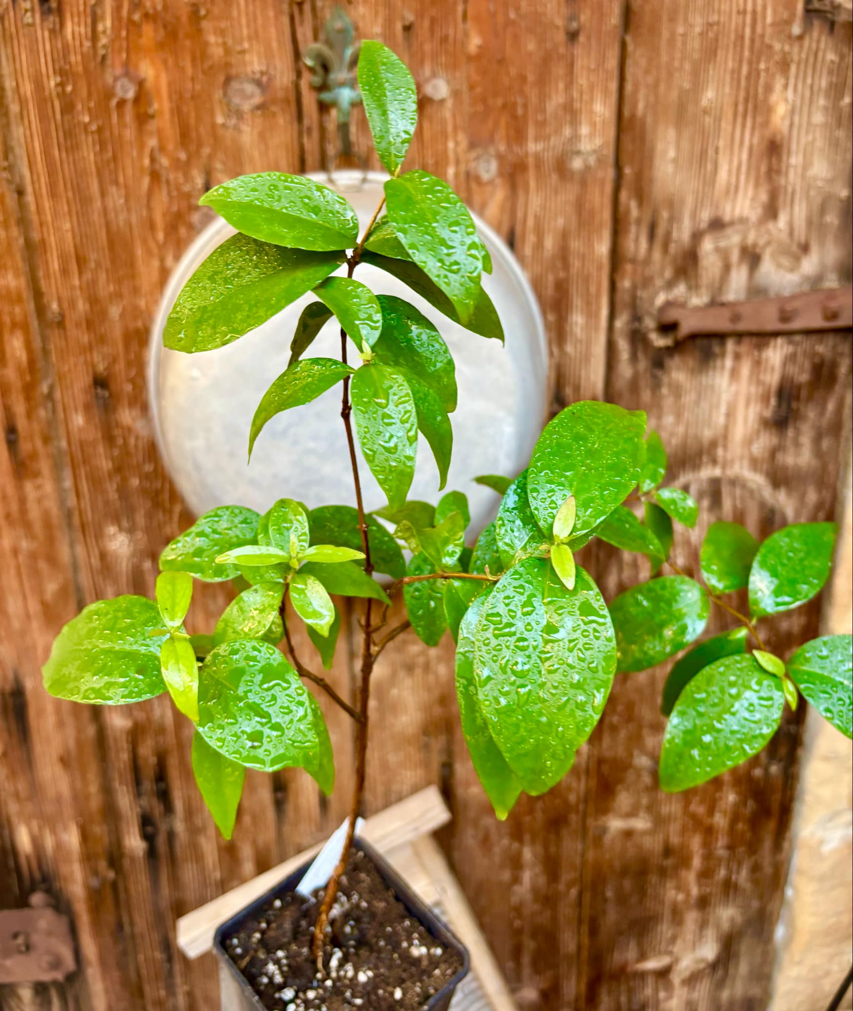 Eugenia sp Laranja Serralandia - 1 potted plant / 1 getopfte Pflanze