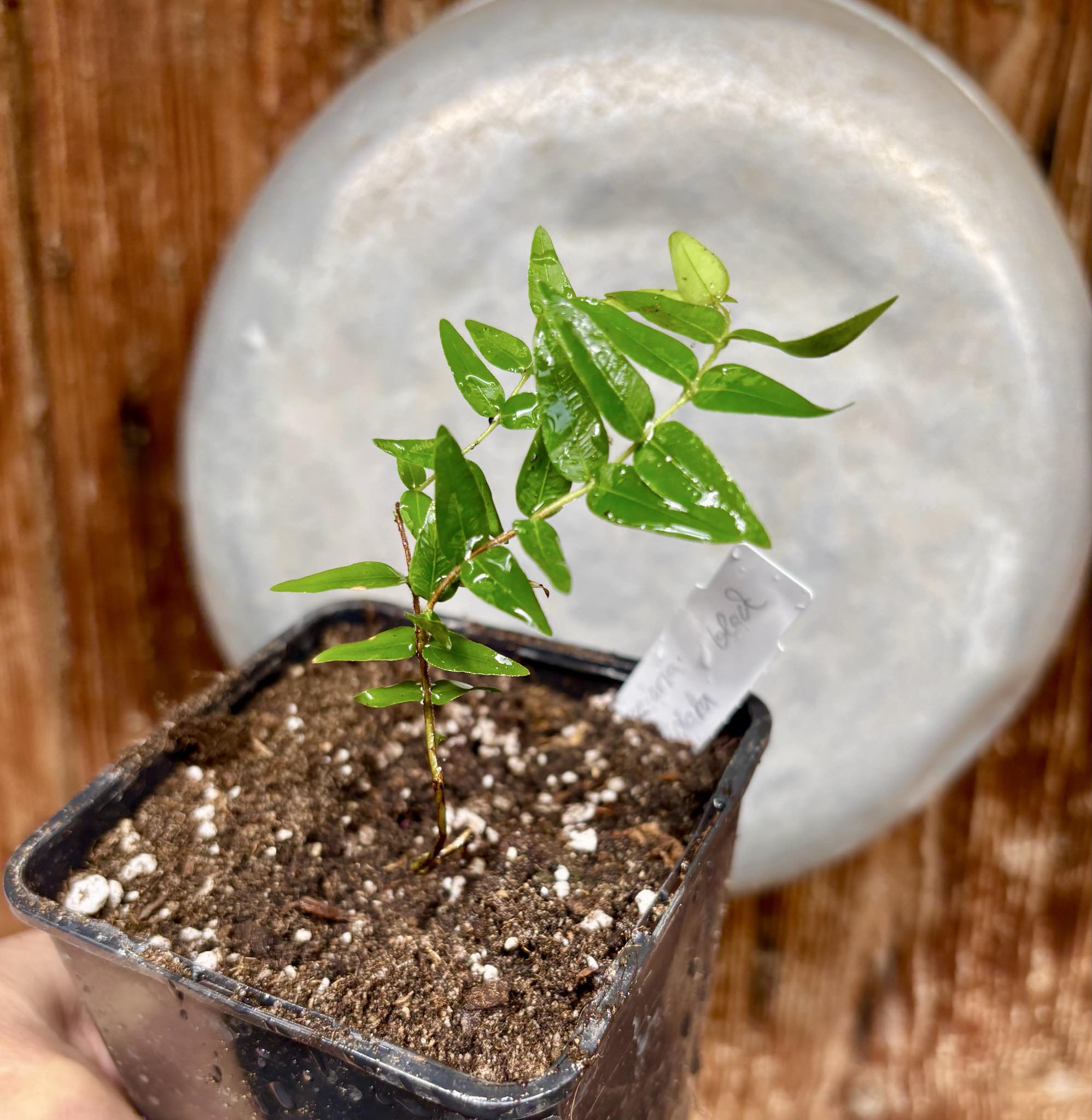 Myrciaria cuspidata BLACK - 1 potted seedling / 1 getopfter Sämling Myrciaria cuspidata BLACK - 1 potted seedling / 1 getopfter Sämling