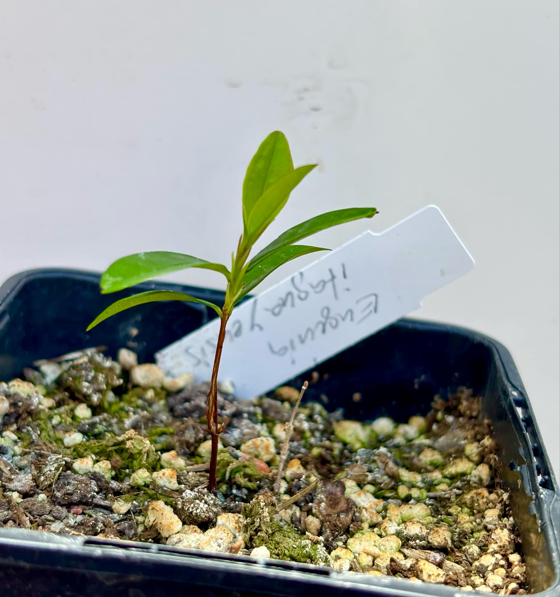 Dwarf Grumixama (Eugenia itaguahiensis) - 1 small potted seedling / 1 kleiner, getopfter Sämling Dwarf Grumixama (Eugenia itaguahiensis) - 1 small potted seedling / 1 kleiner, getopfter Sämling