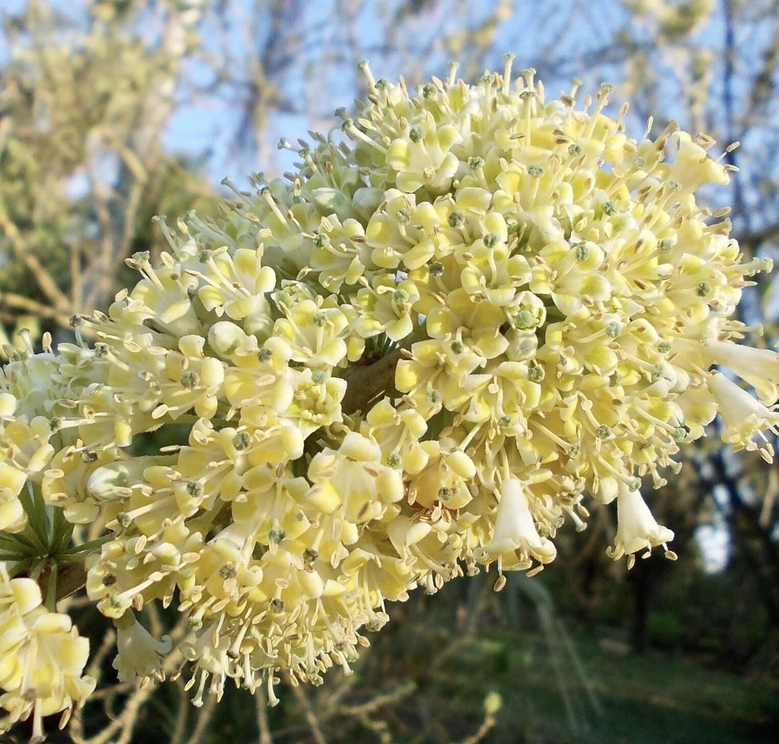 Fruta de Sabia (Iochroma arborescens) - 1 fresh seed / 1 frischer Samen
