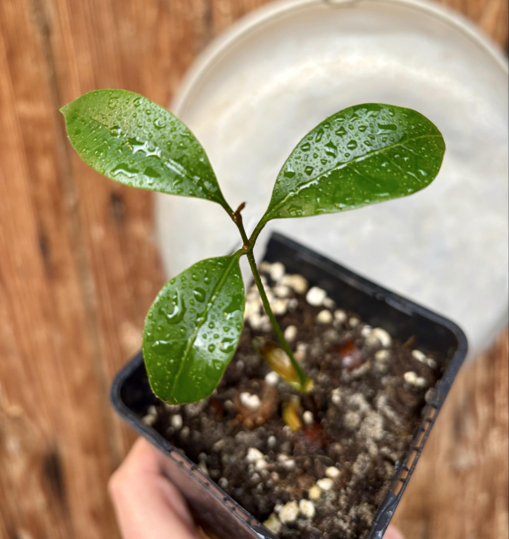 Pouteria aff egregia  -  1 potted seedling / 1 getopfter Sämling