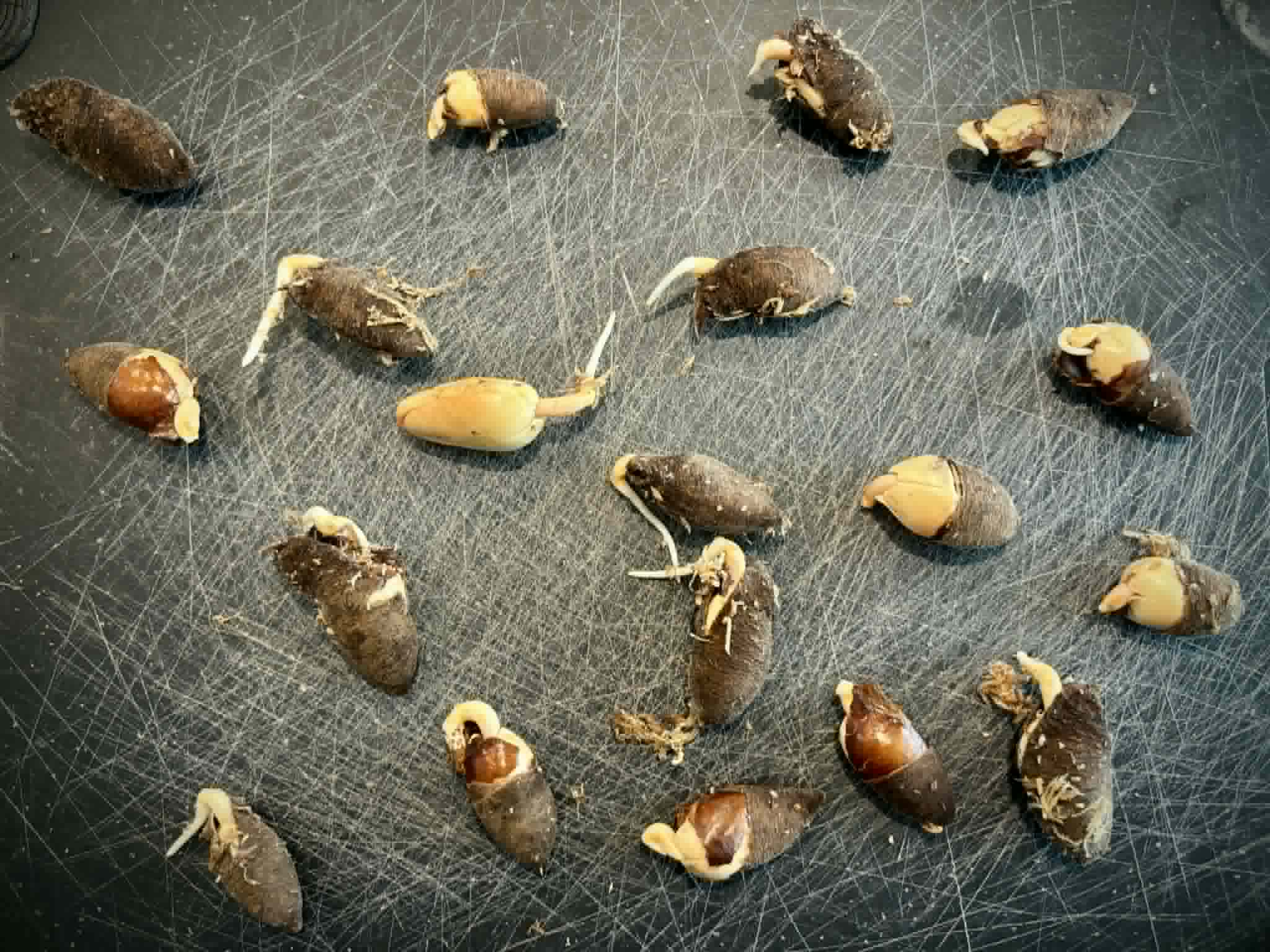 Santol (Sandoricum koetjape)  - 1 germinated seed / 1 gekeimter Samen