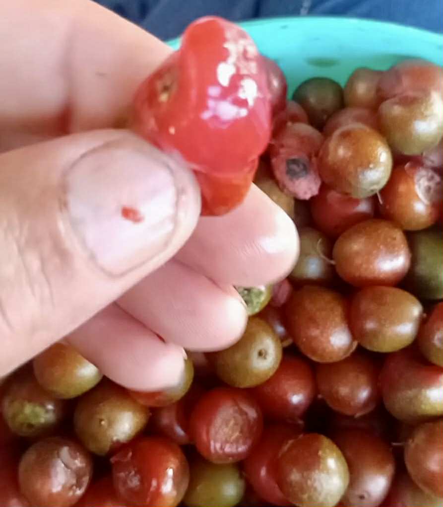 Pseudolmedia sp Amazonas  - 1 fresh seed / 1 frischer Samen